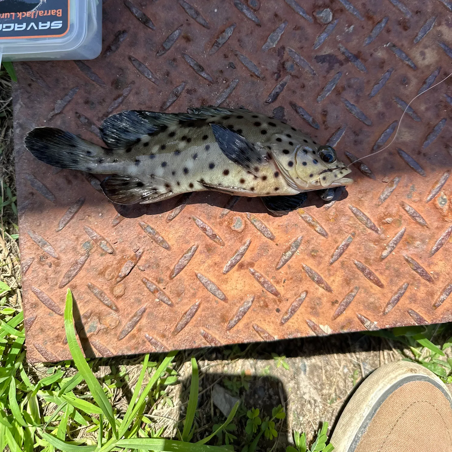 The most recent Orange-spotted grouper catches on Fishbrain