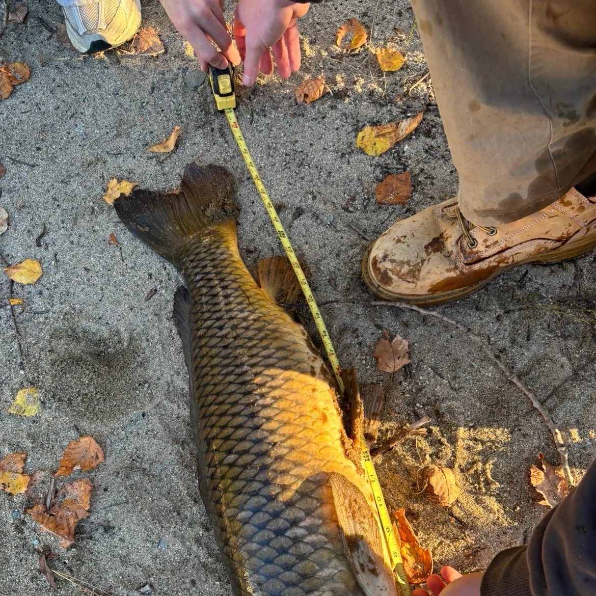 Common carp caught on Fishbrain