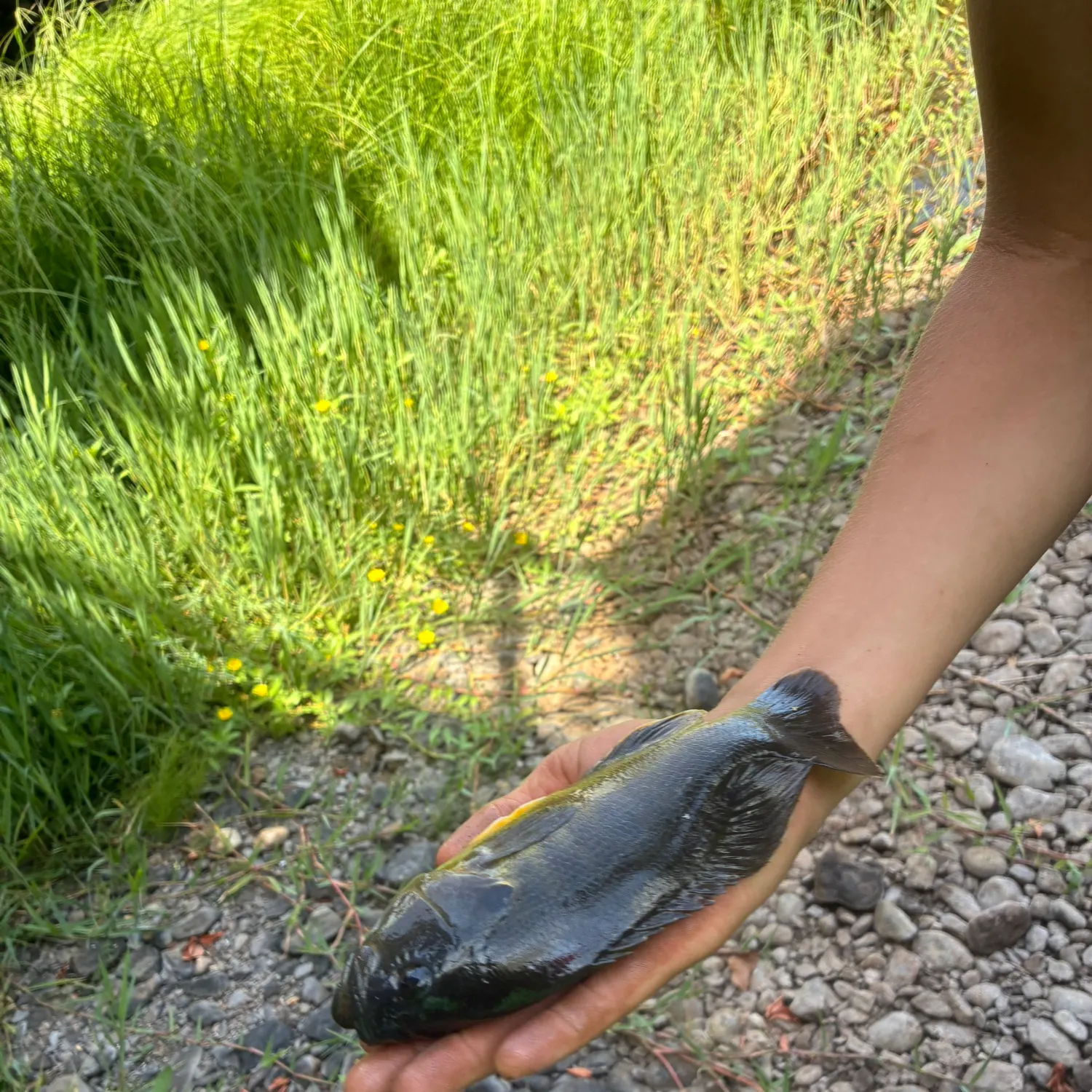 Bluegill caught on Fishbrain