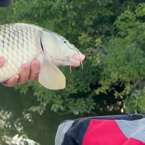 Common carp caught on Fishbrain