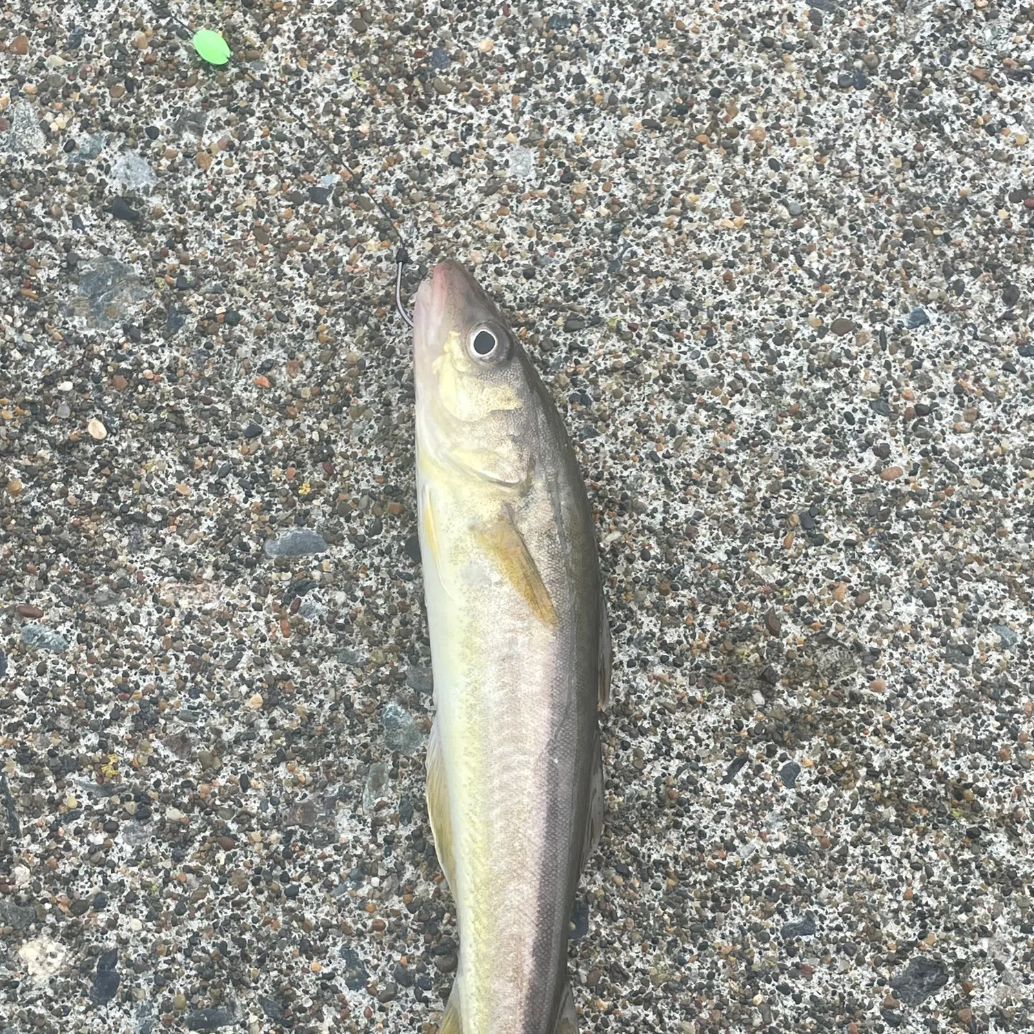 The most recent Saffron cod catches on Fishbrain