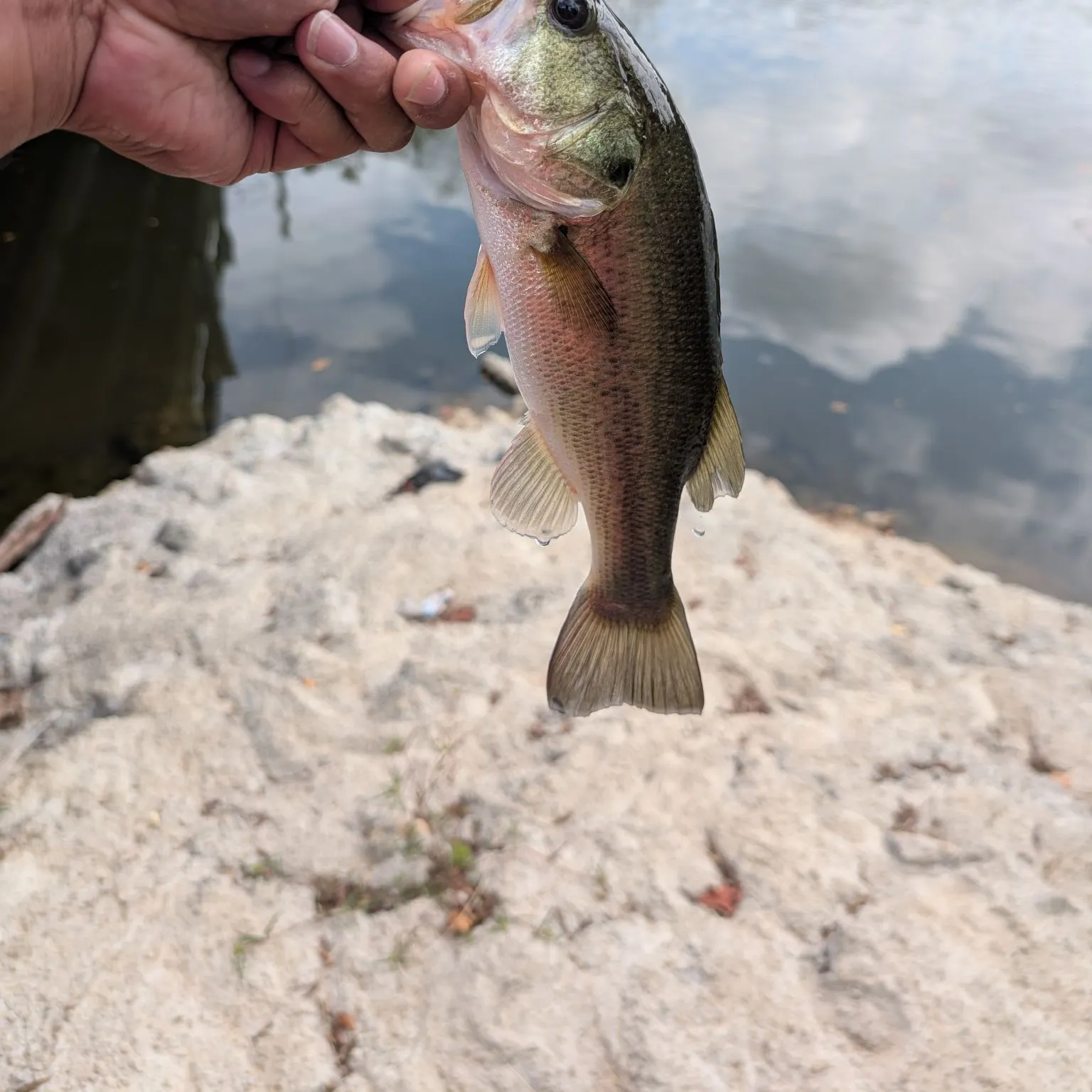 Largemouth bass caught on Fishbrain