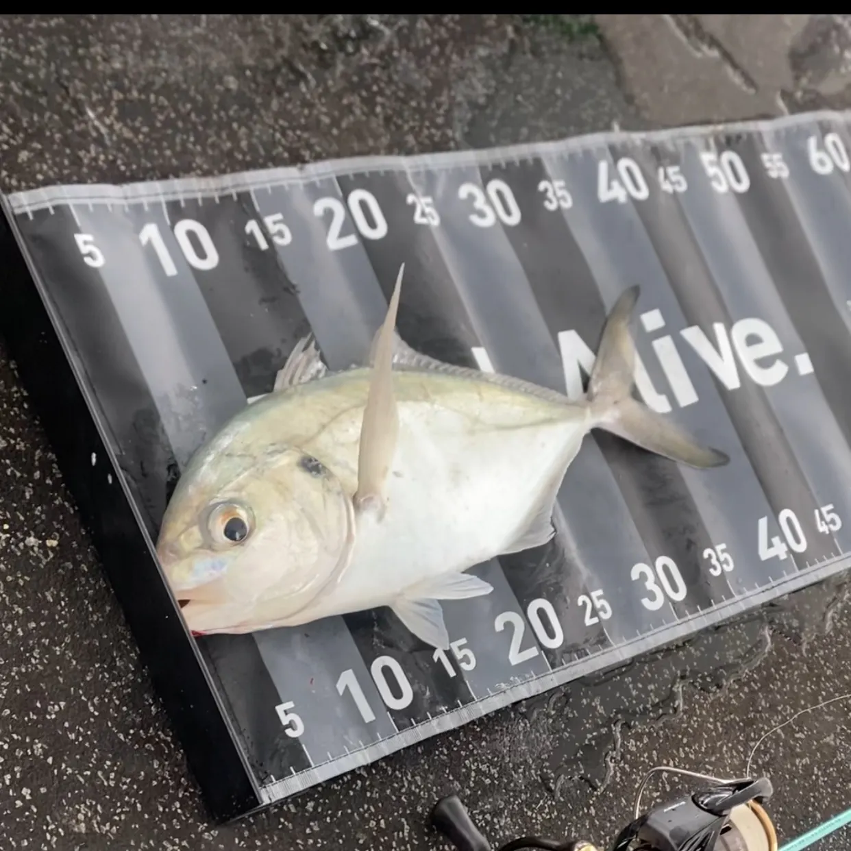 Silver trevally caught on Fishbrain