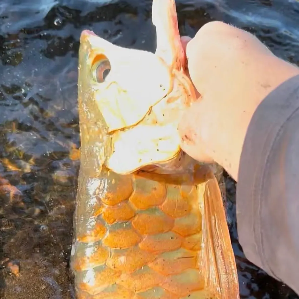 The most recent Silver arowana catches on Fishbrain