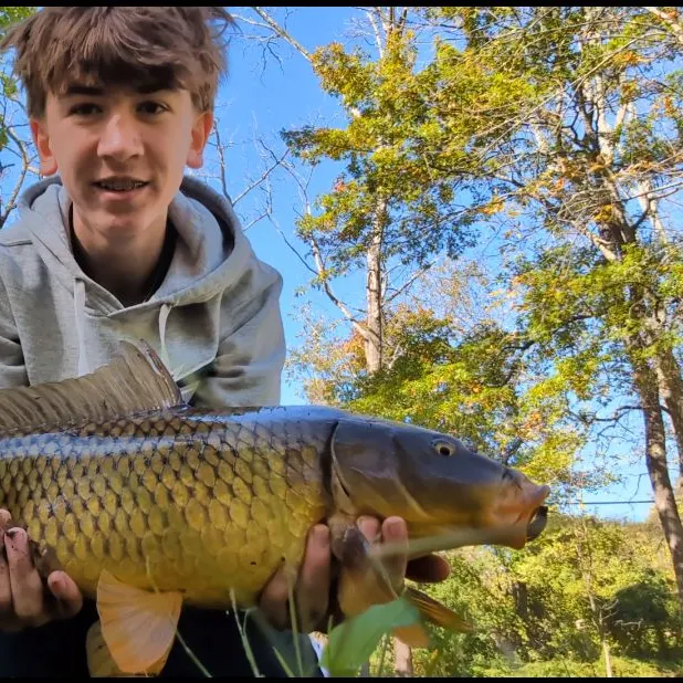Common carp caught on Fishbrain