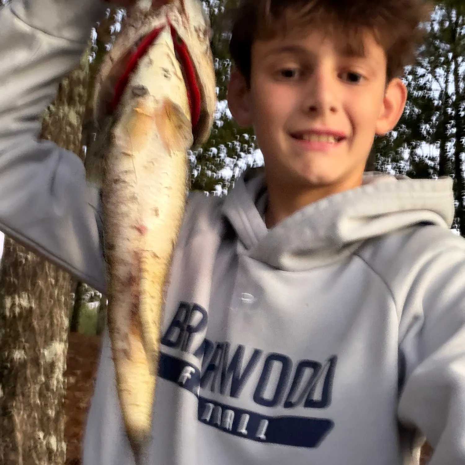 Grass pickerel caught on Fishbrain