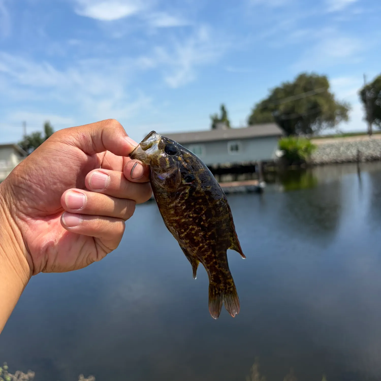 Warmouth caught on Fishbrain