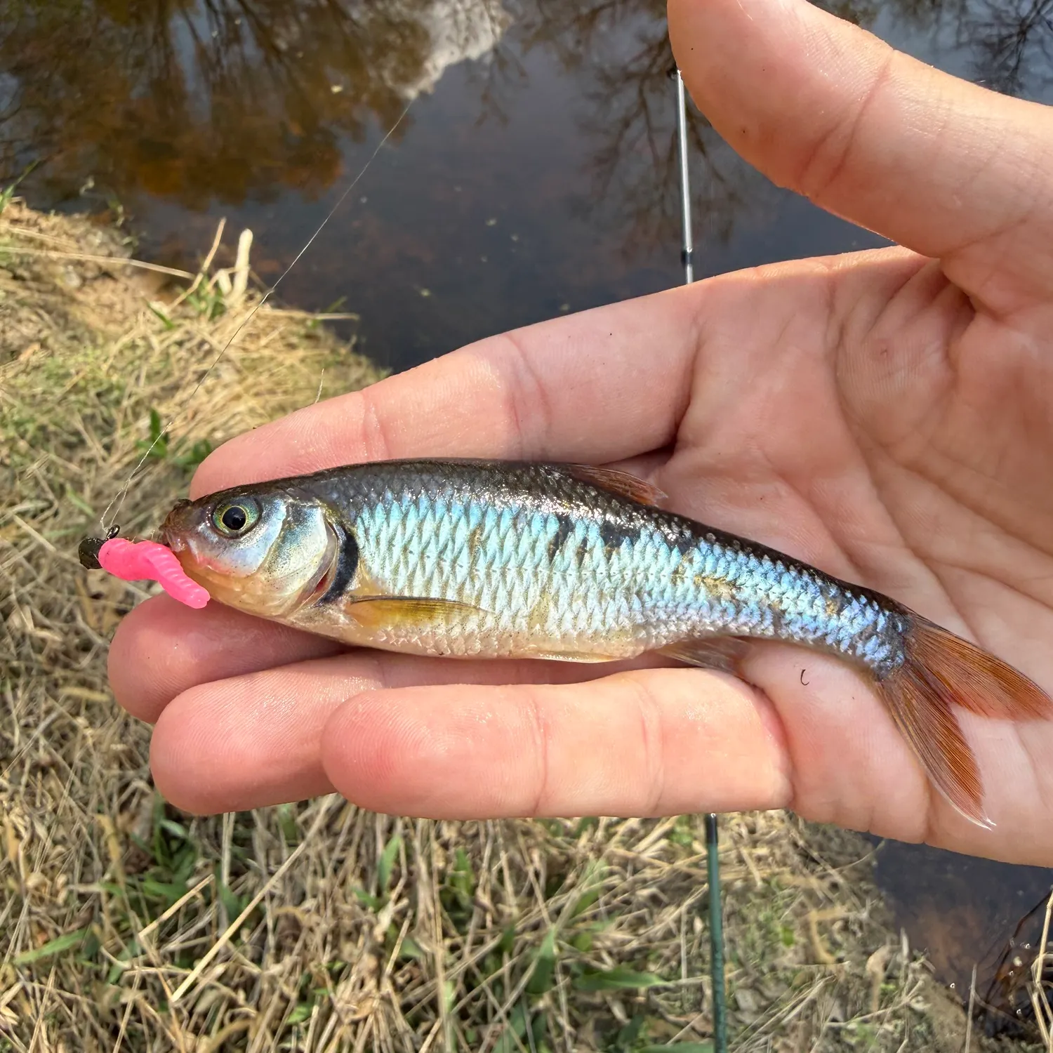 The most recent Crescent shiner catches on Fishbrain