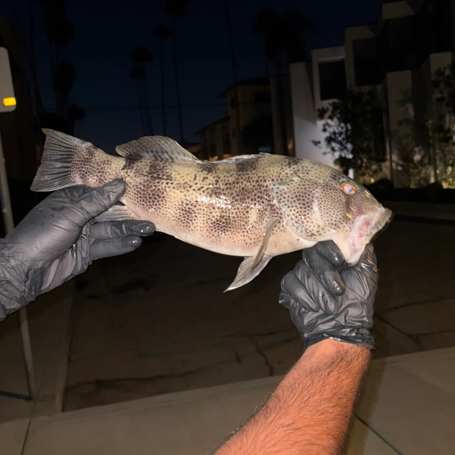 Spotted sand bass caught on Fishbrain