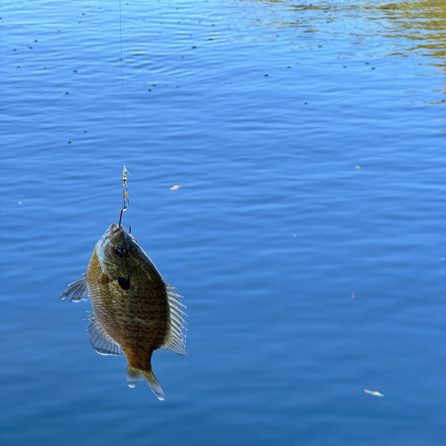 Bluegill caught on Fishbrain