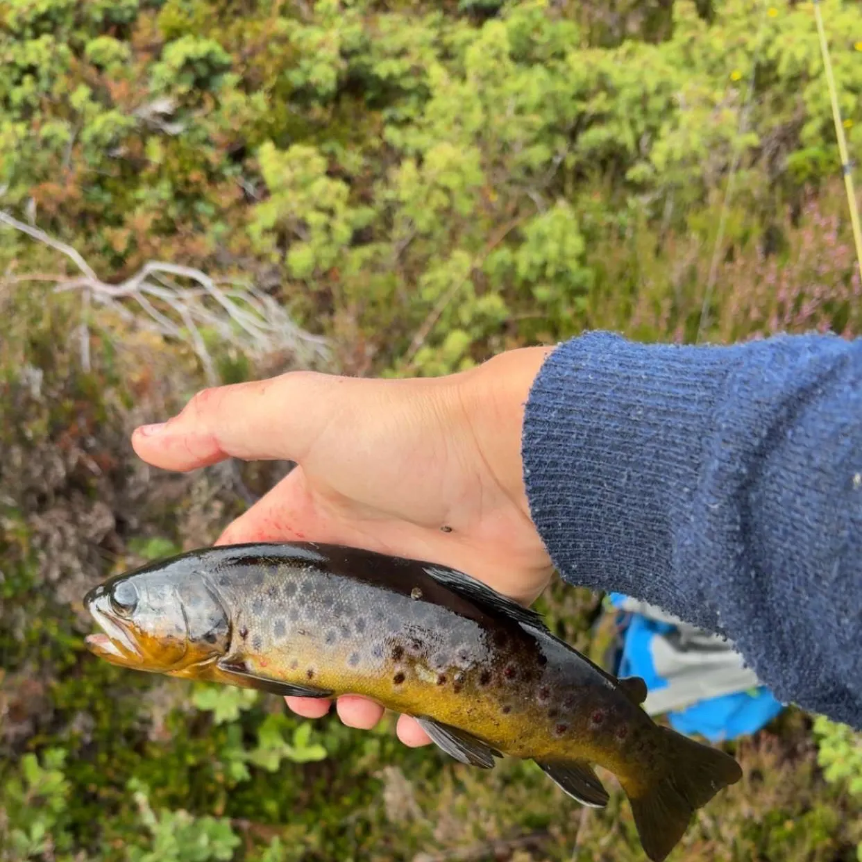 Brown trout caught on Fishbrain