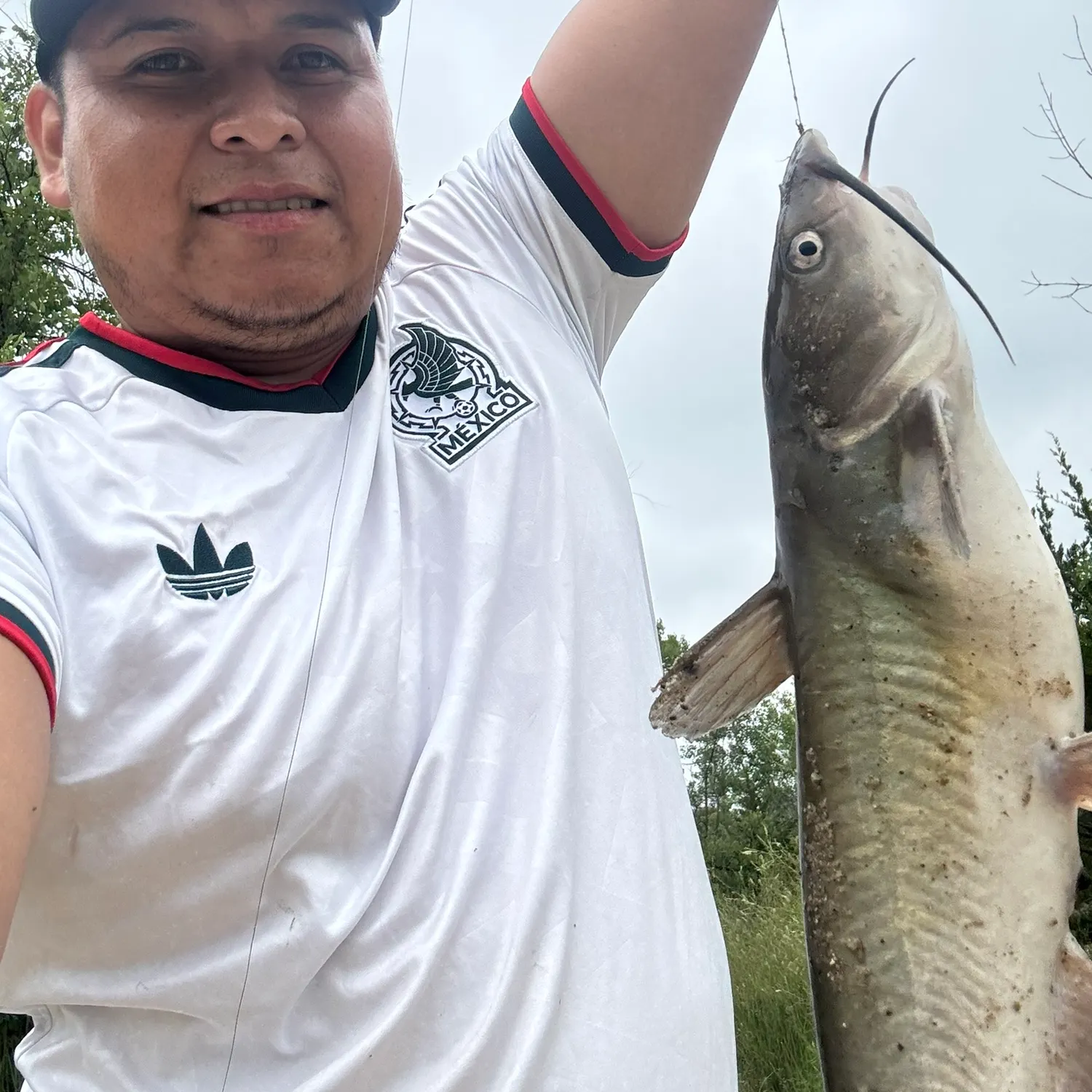 Channel catfish caught on Fishbrain