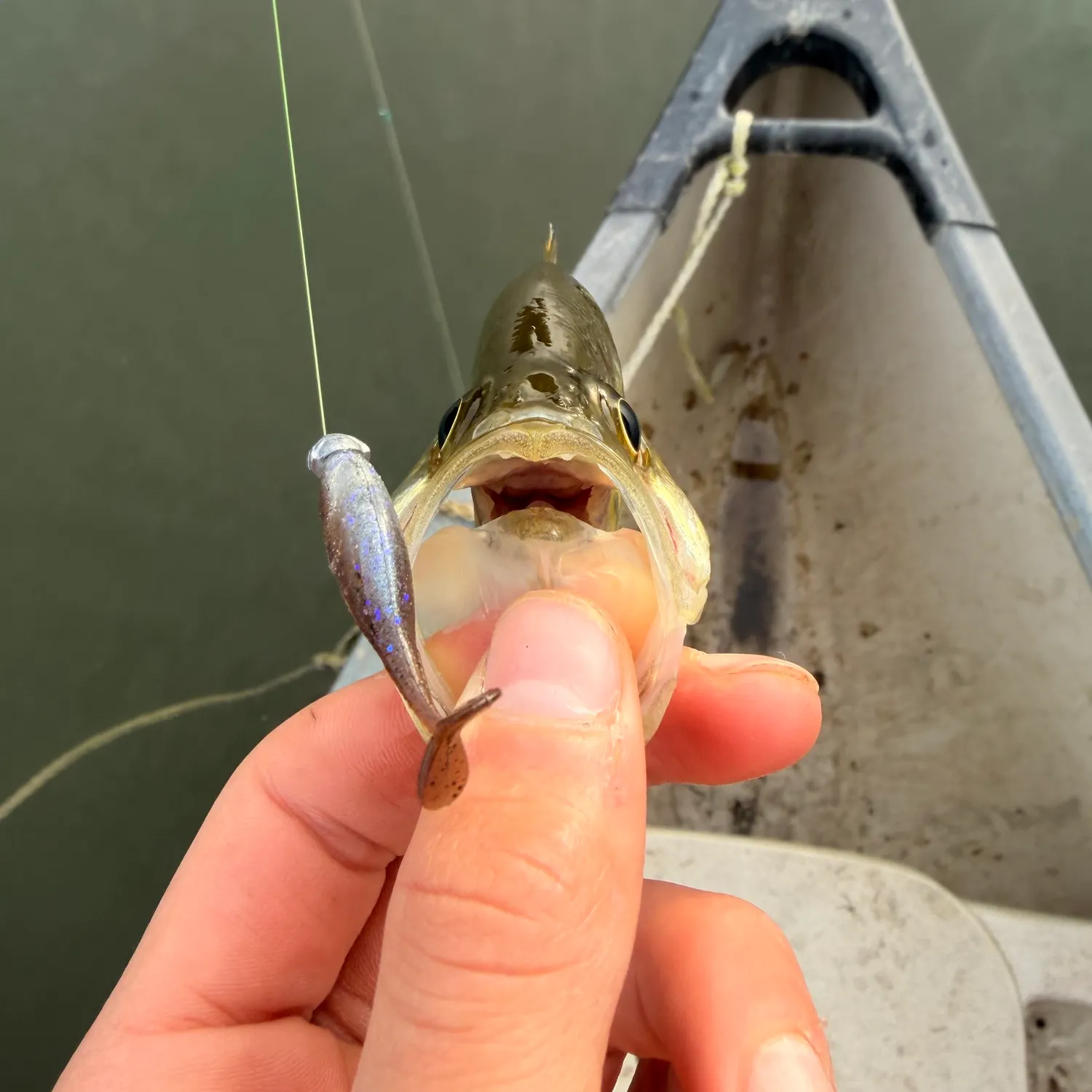 White crappie caught on Fishbrain