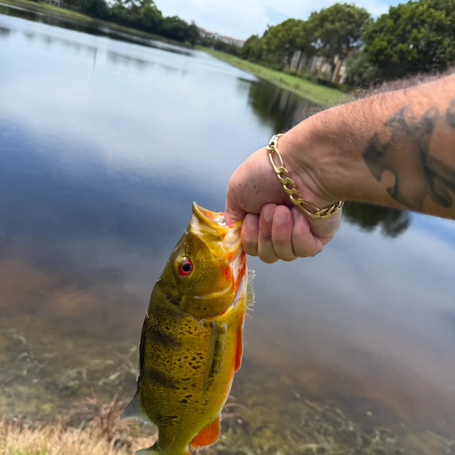 Butterfly peacock bass caught on Fishbrain