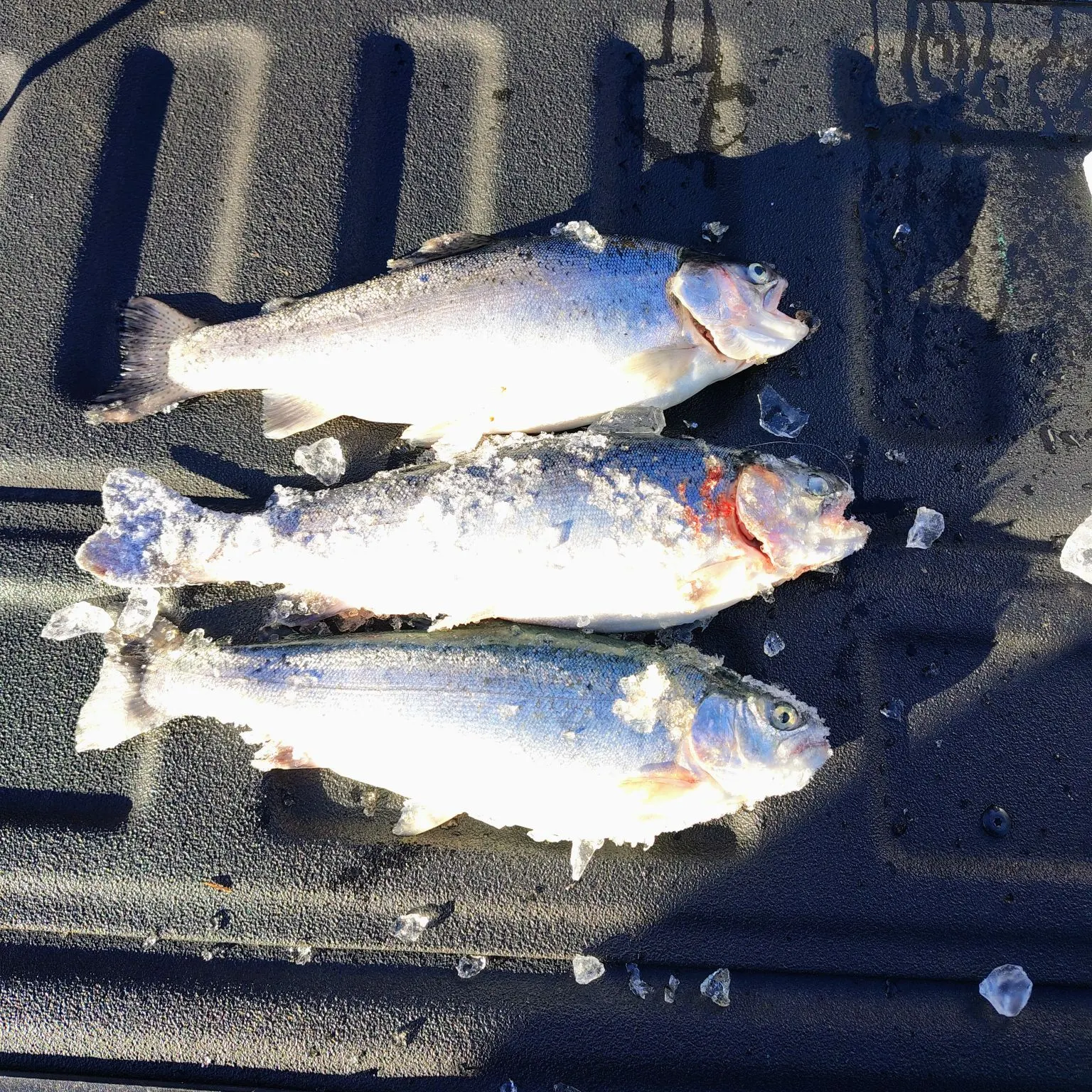 Rainbow trout caught on Fishbrain