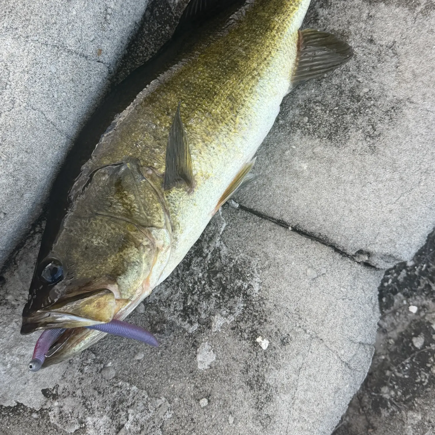 Largemouth bass caught on Fishbrain