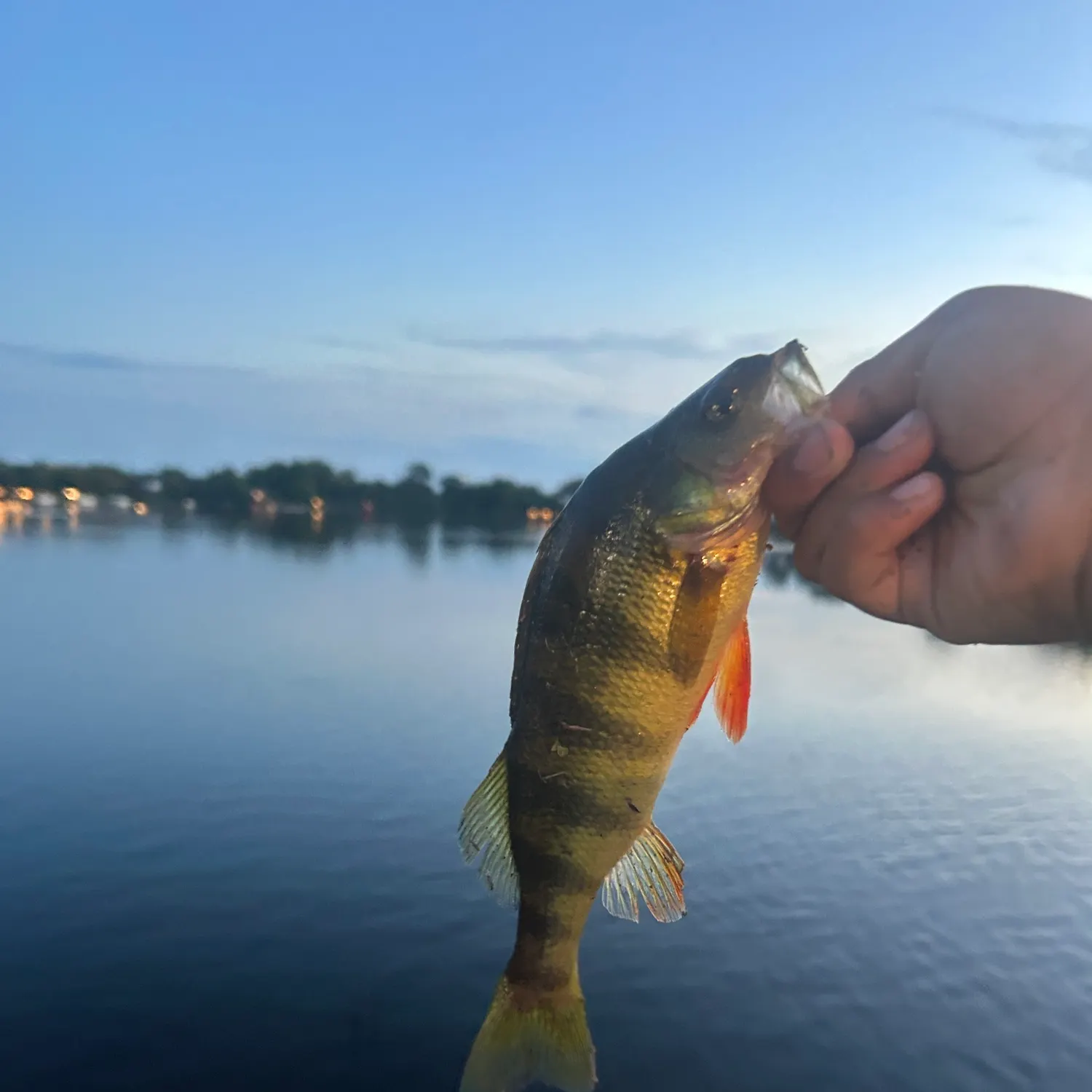 Yellow perch caught on Fishbrain