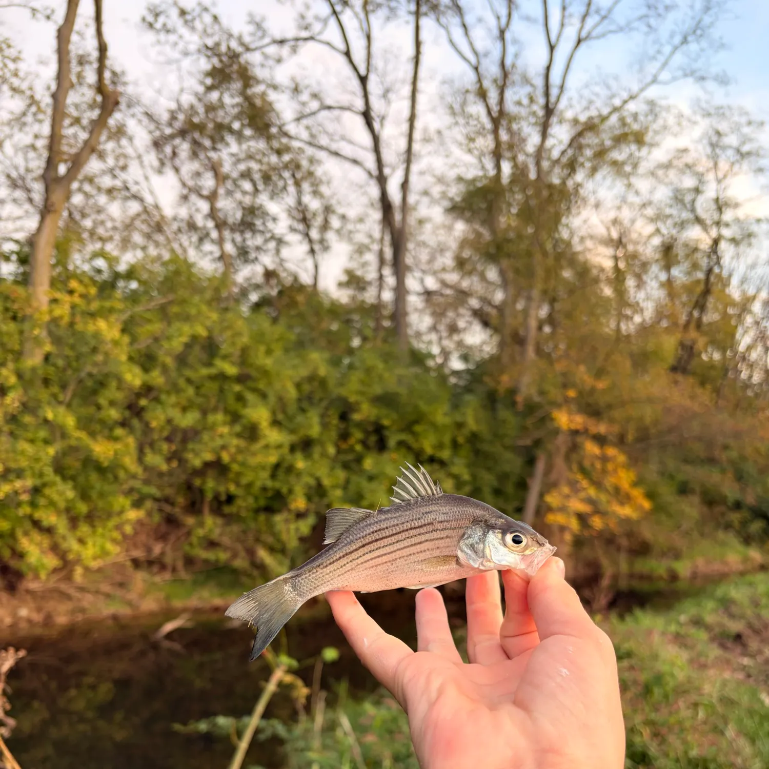 White bass caught on Fishbrain