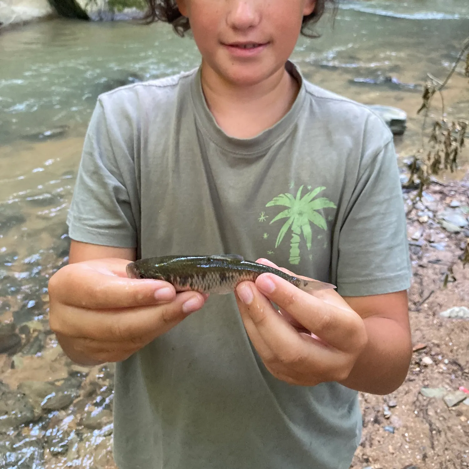 The most recent Striped shiner catches on Fishbrain