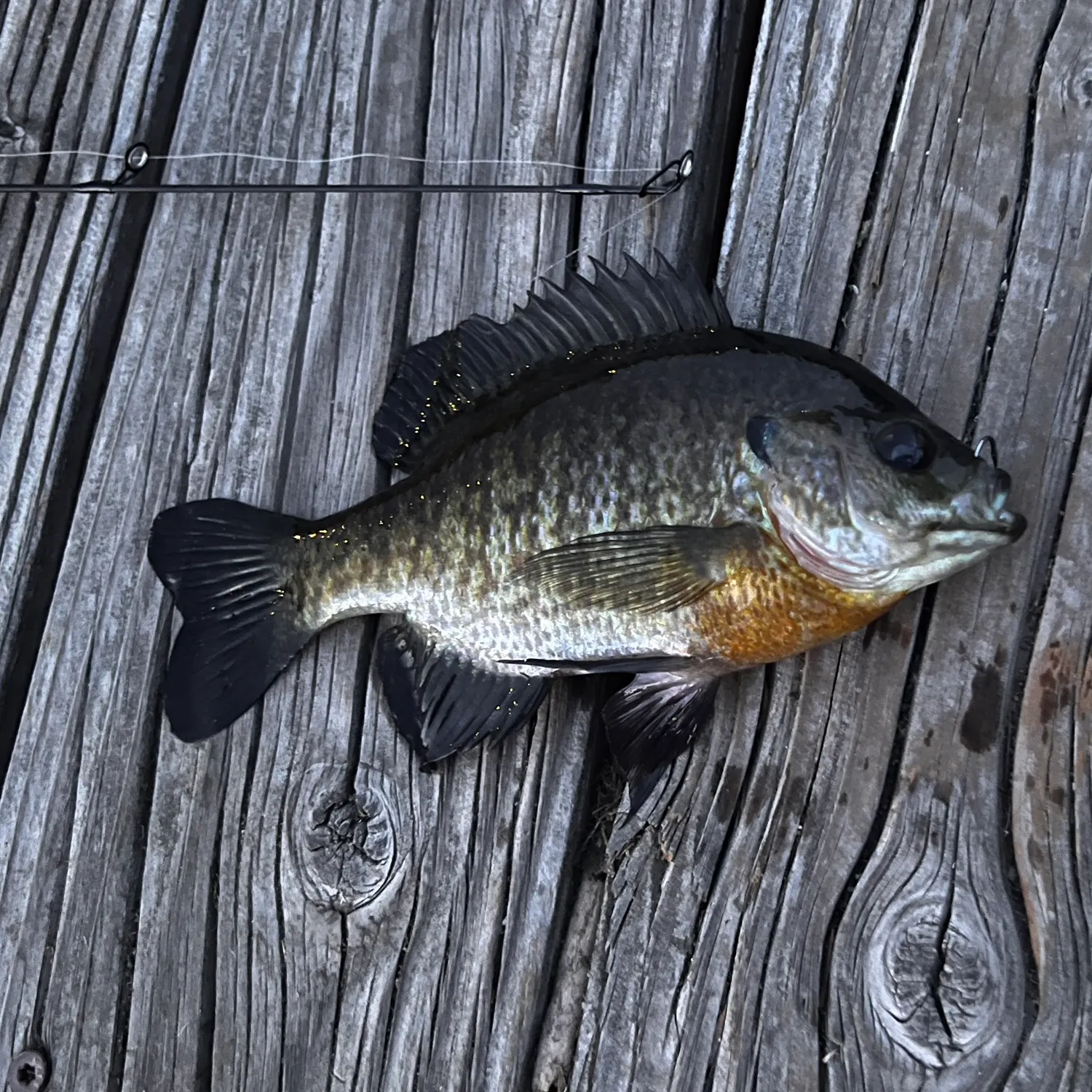 Bluegill caught on Fishbrain