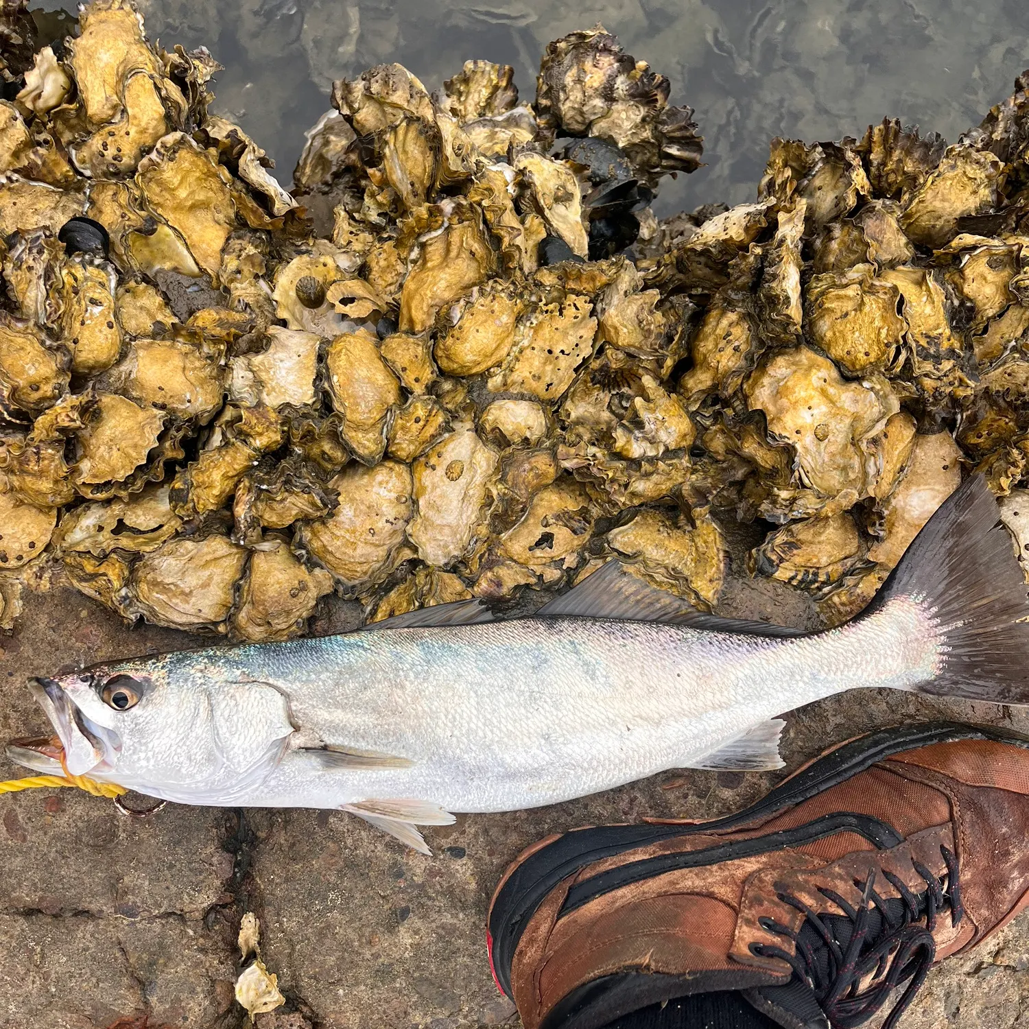 The most recent Stolzmann's weakfish catches on Fishbrain