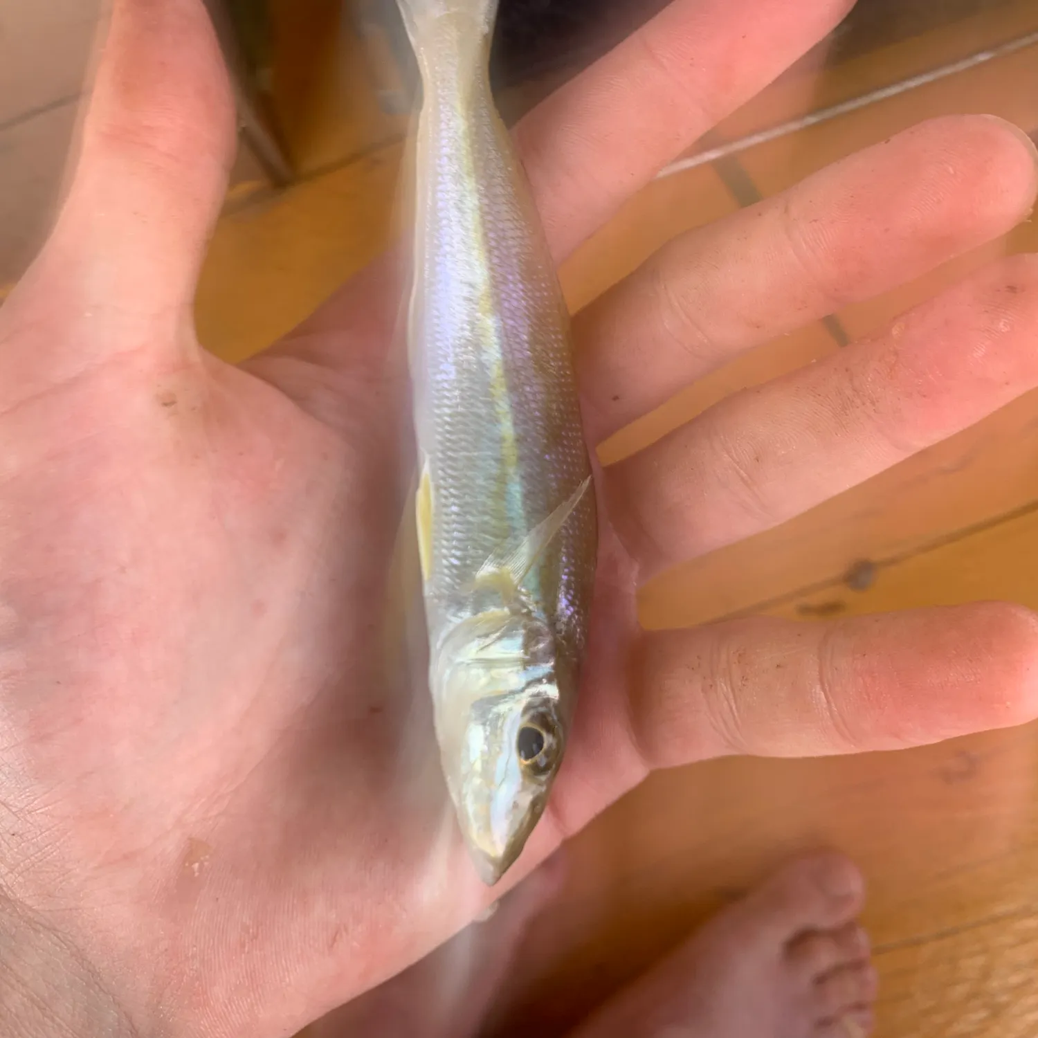 The most recent King George whiting catches on Fishbrain