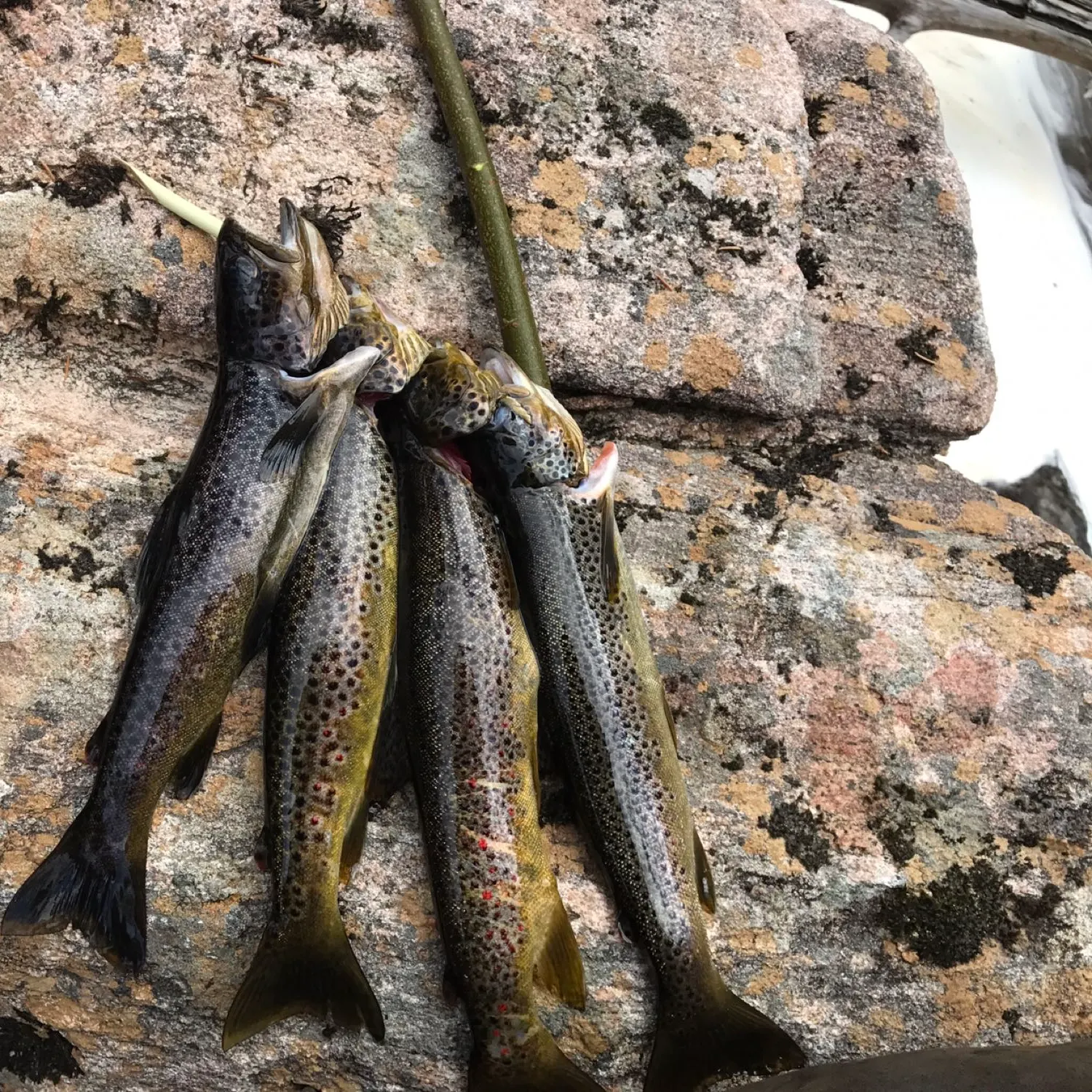 recently logged catches