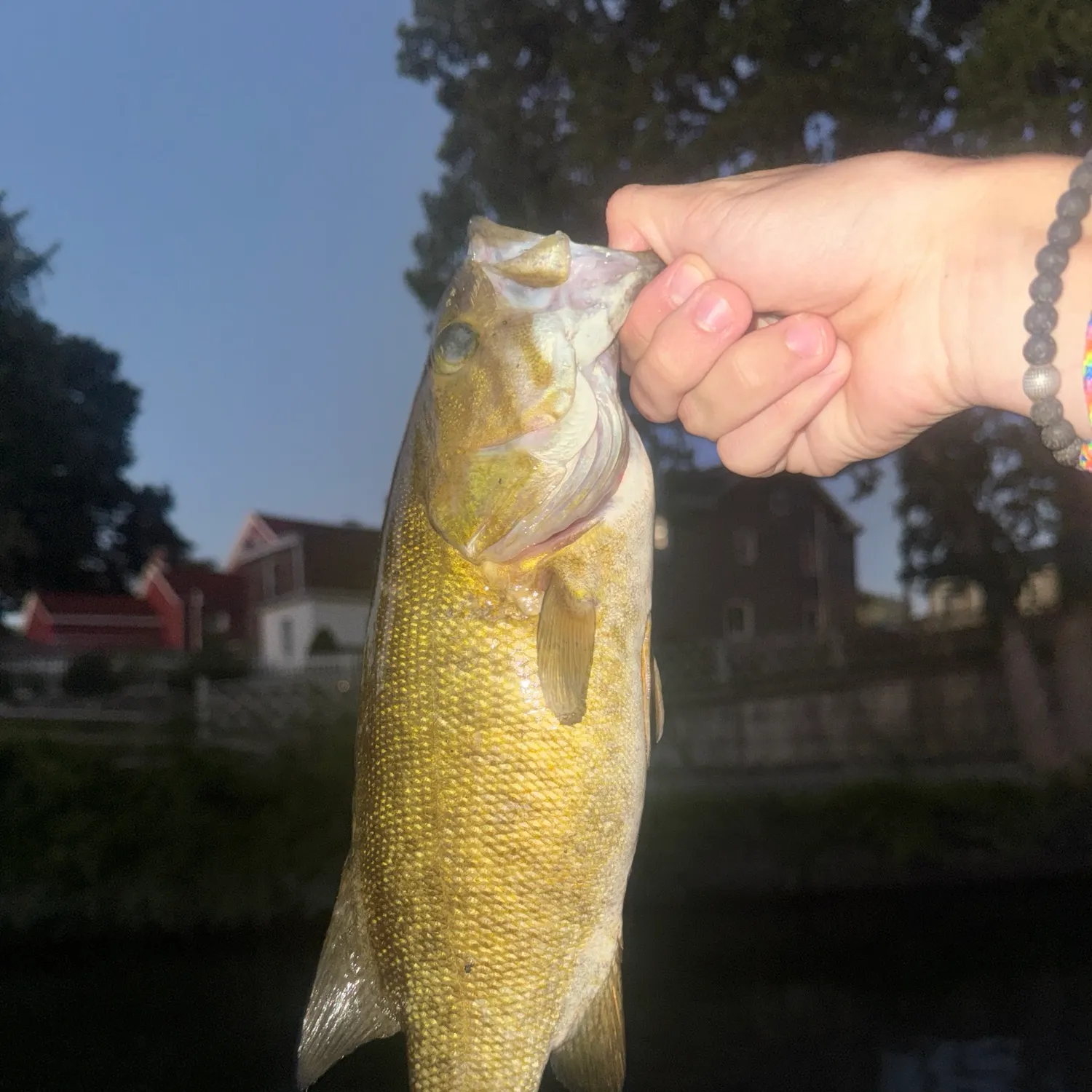 Smallmouth bass caught on Fishbrain