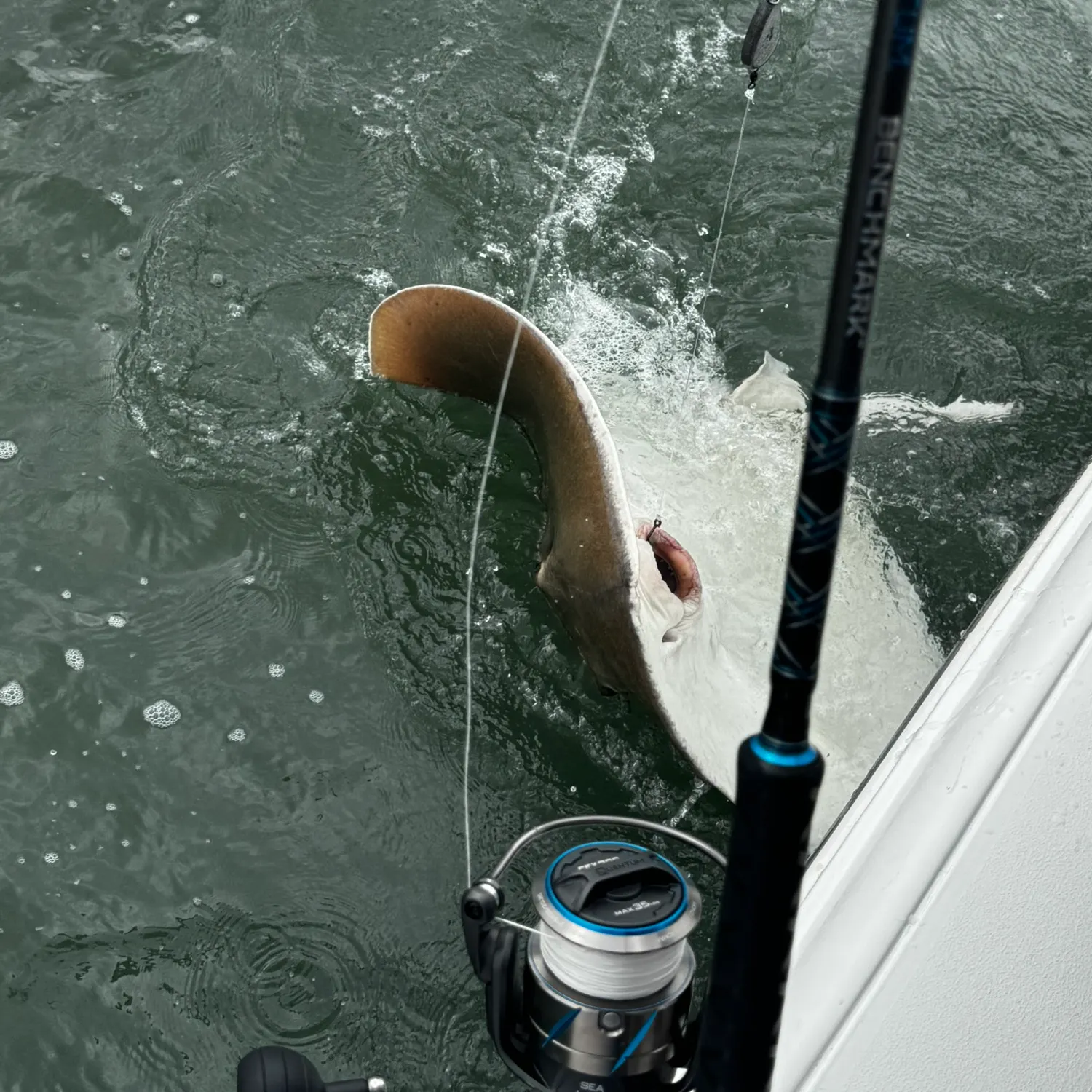 The most recent Cownose Ray catches on Fishbrain