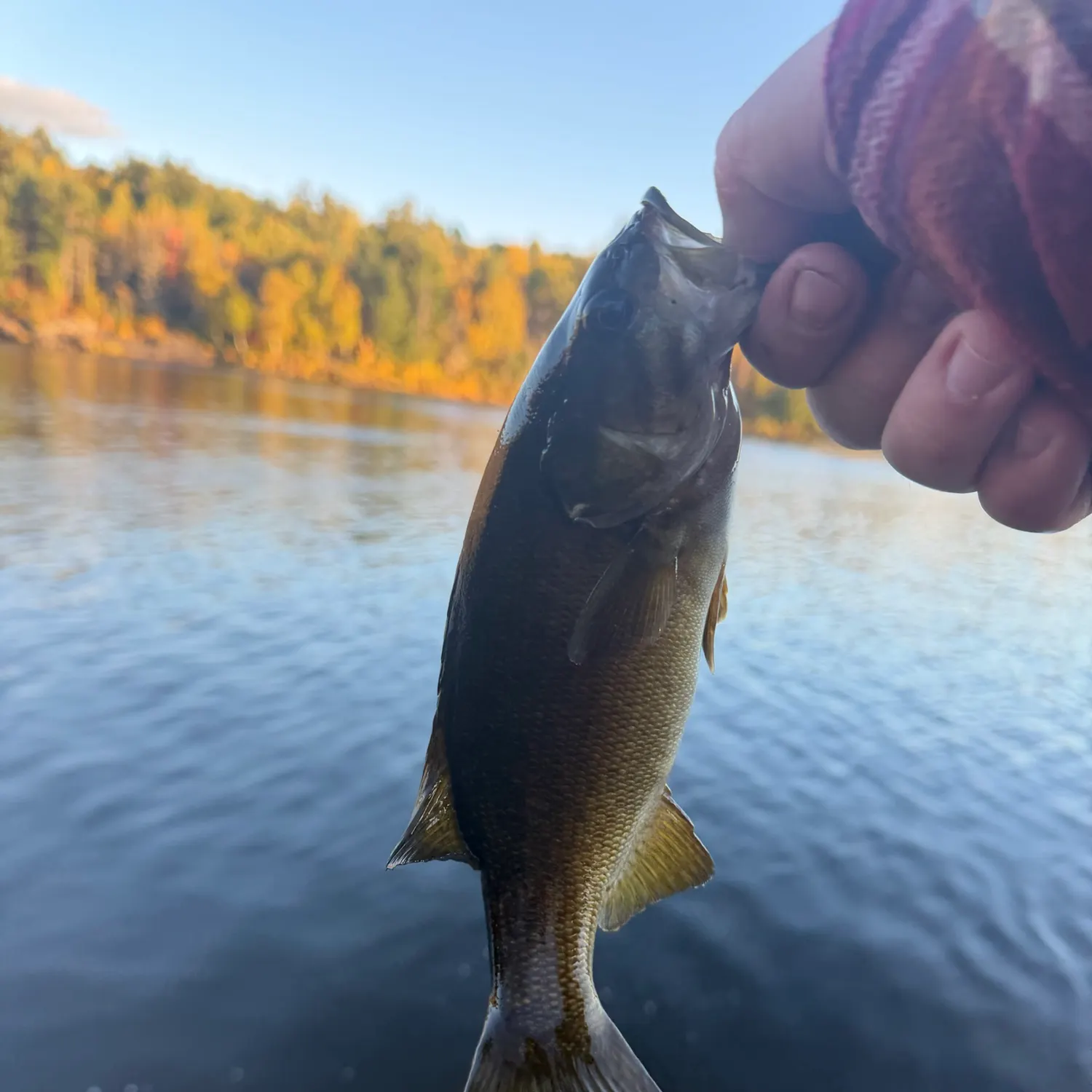 Smallmouth bass caught on Fishbrain