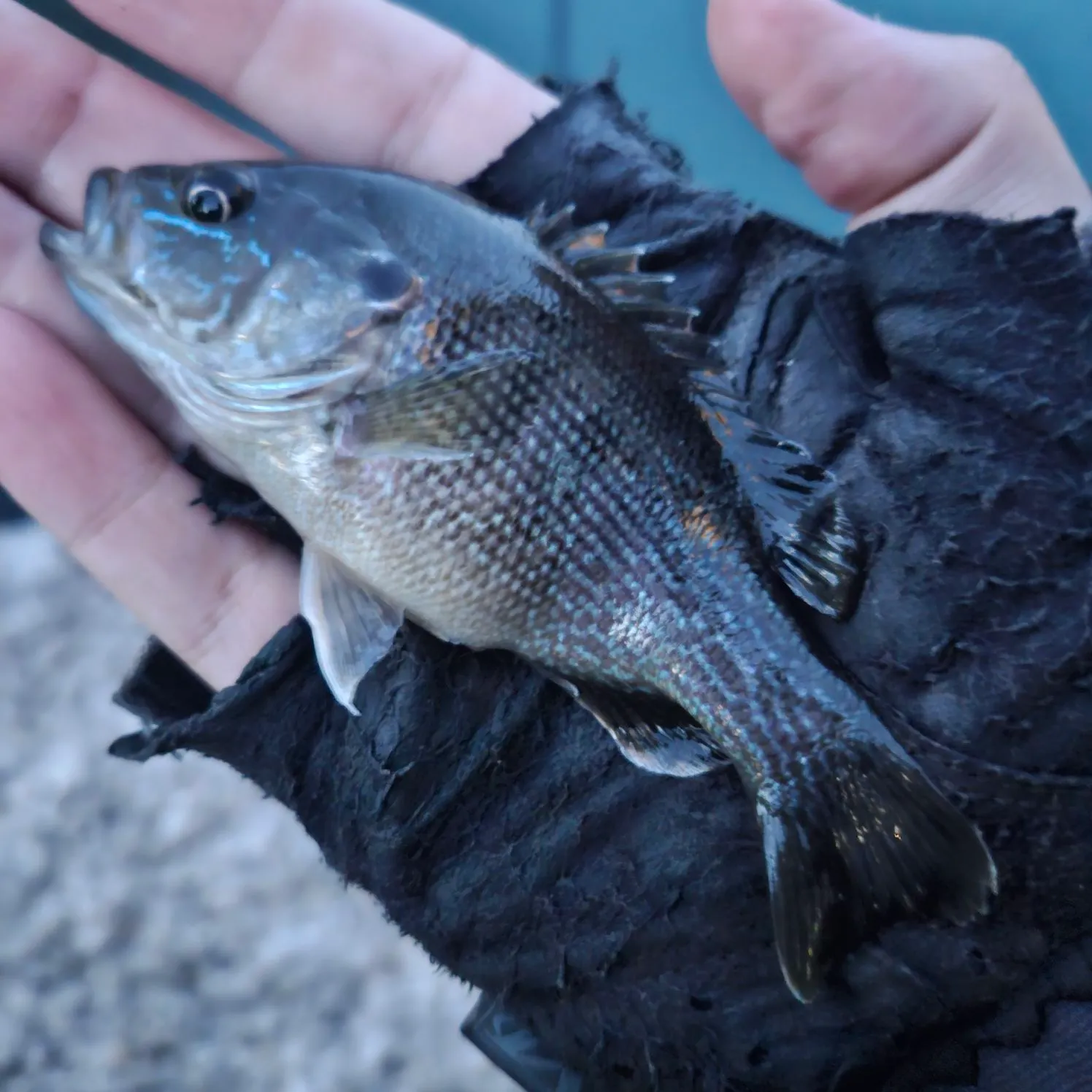 The most recent Green sunfish catches on Fishbrain