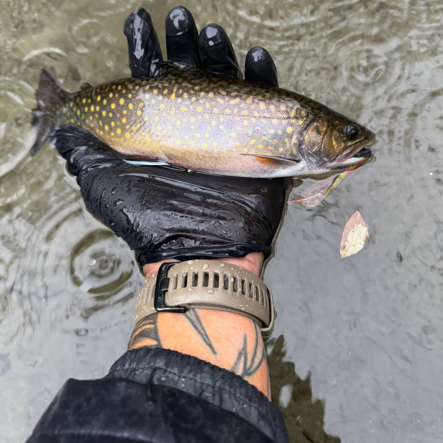 Brook trout caught on Fishbrain