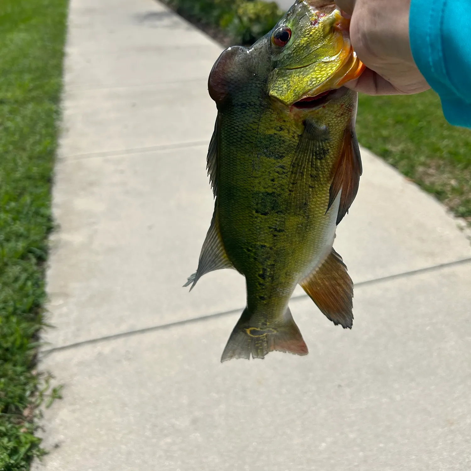 Butterfly peacock bass caught on Fishbrain