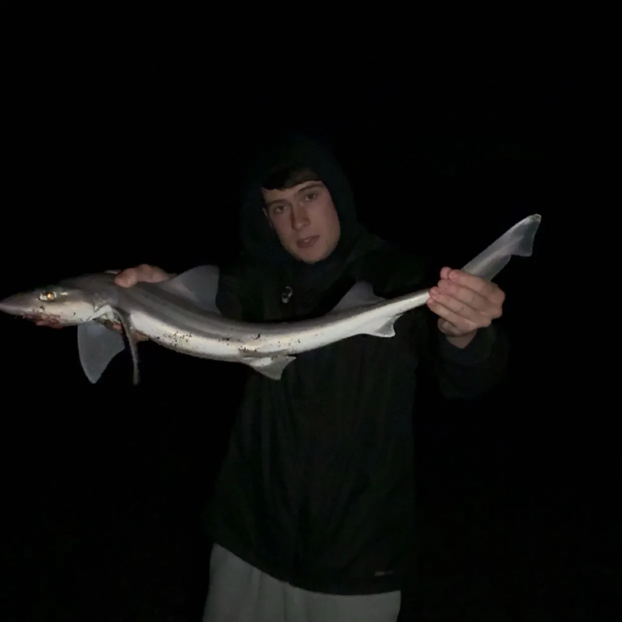 The most recent Starry smooth-hound catches on Fishbrain