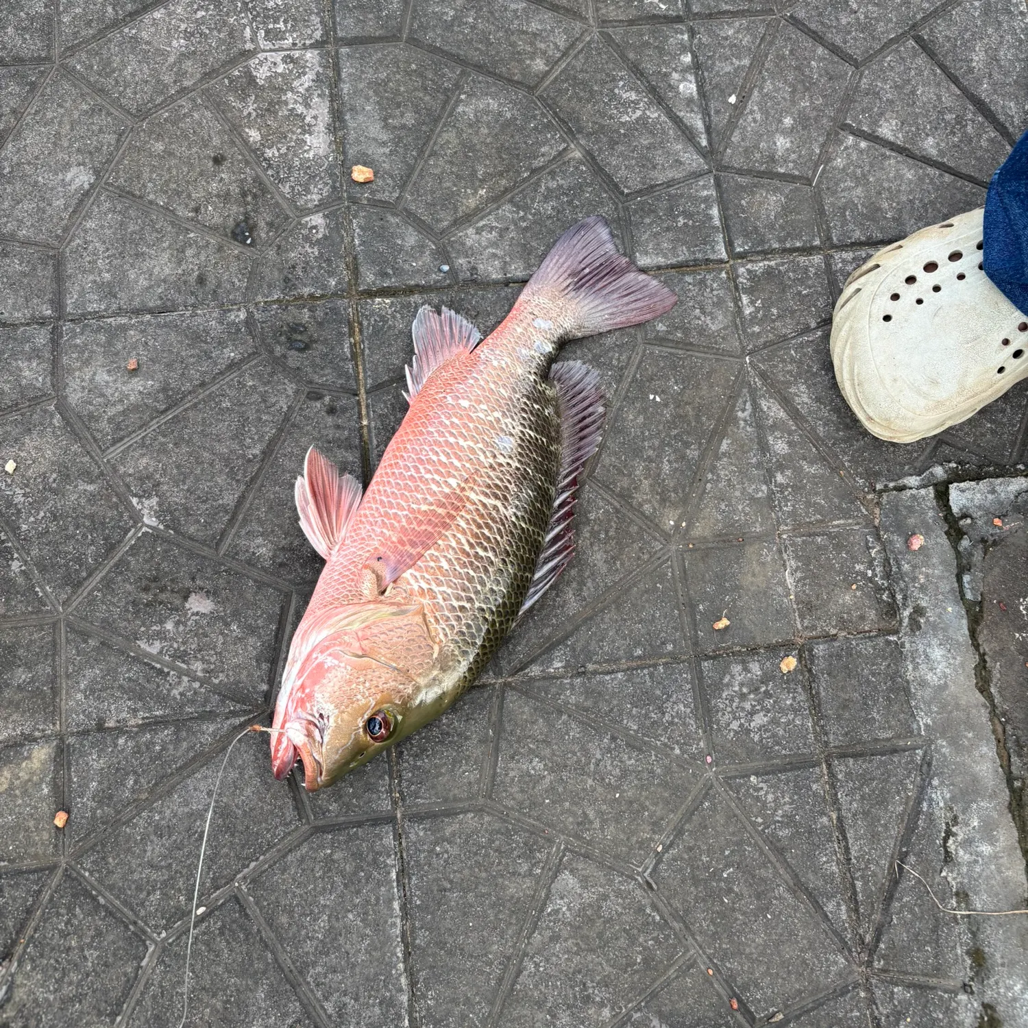 The most recent Mangrove red snapper catches on Fishbrain