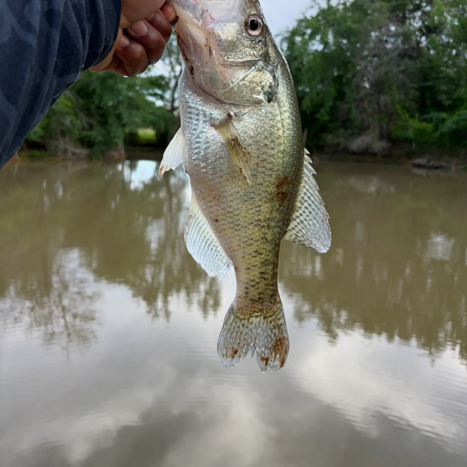 The most recent White crappie catches on Fishbrain