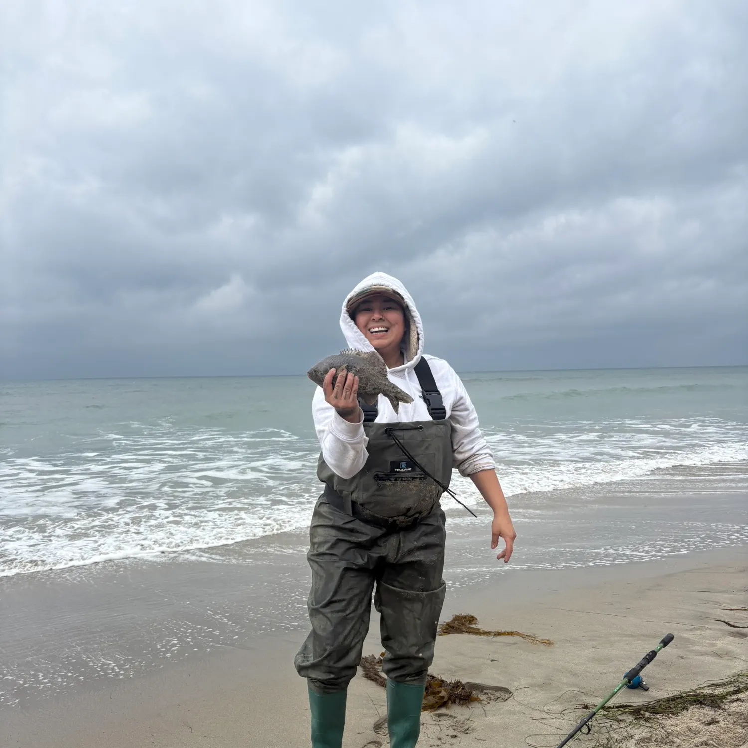 The most recent Barred surfperch catches on Fishbrain