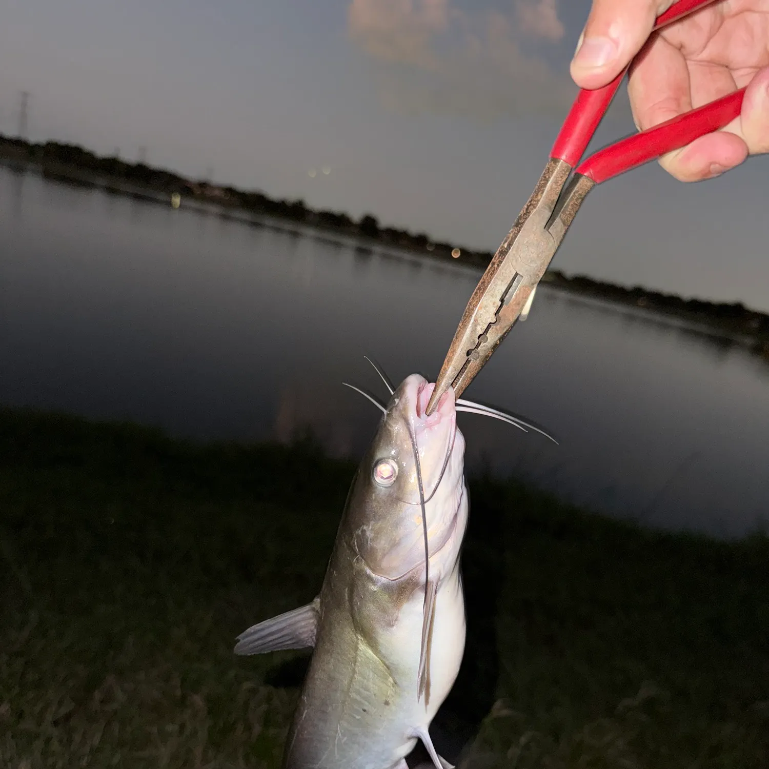 catch