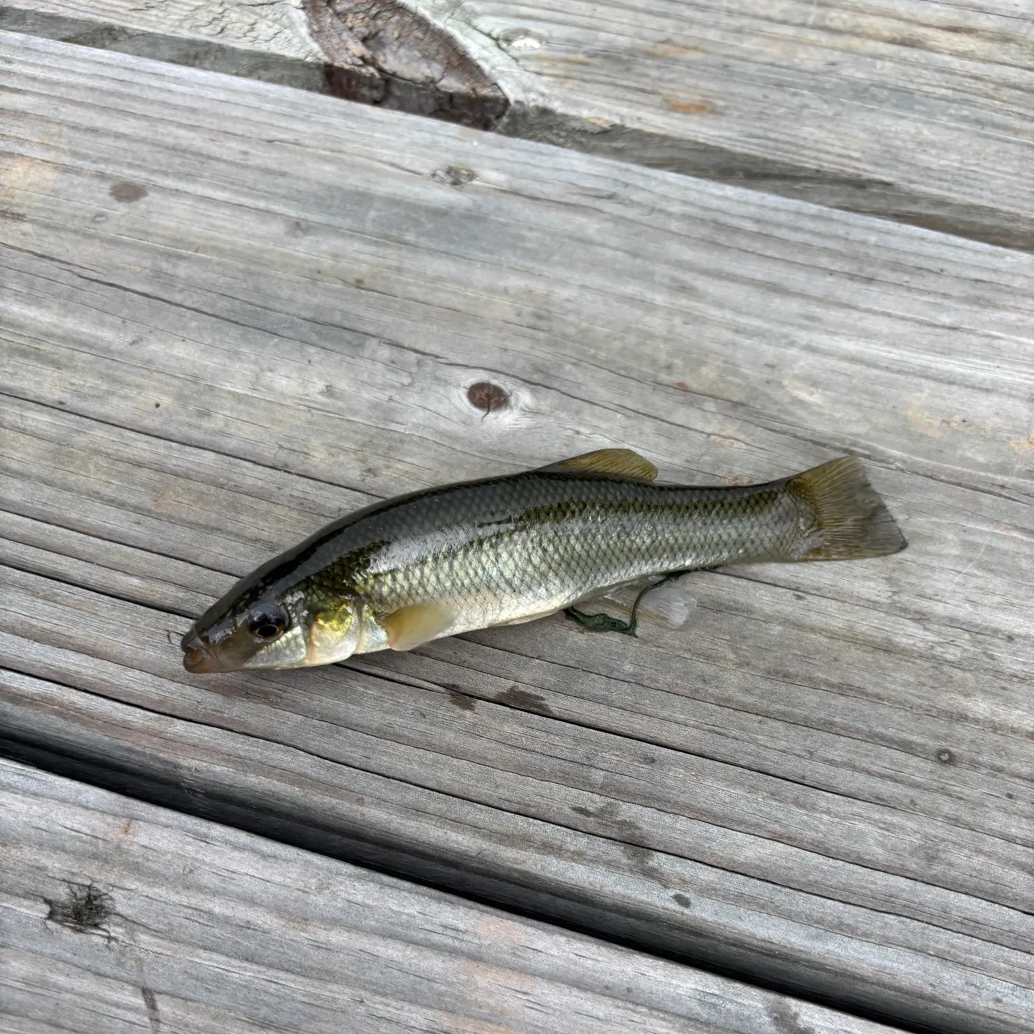 Seminole killifish caught on Fishbrain