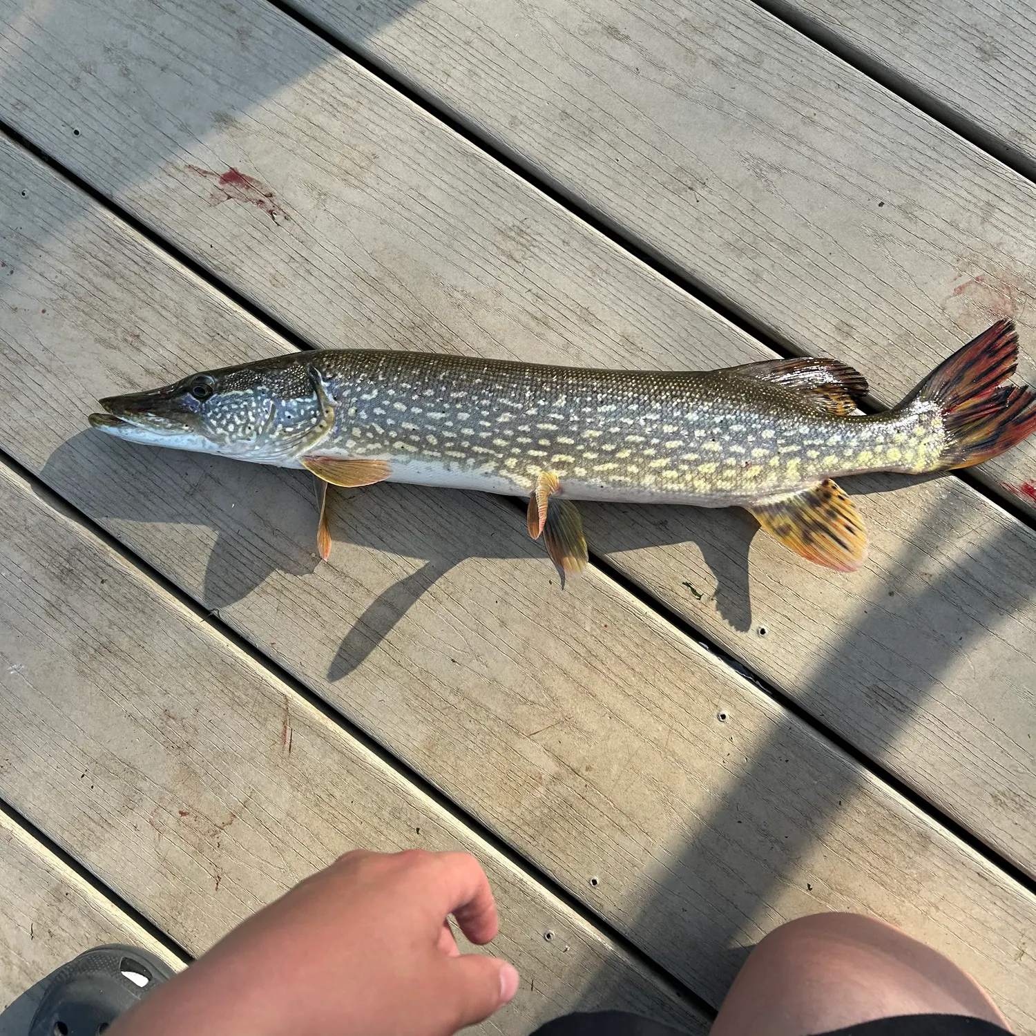catch