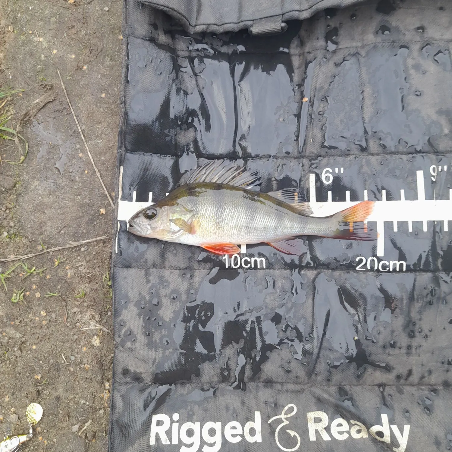 European perch caught on Fishbrain