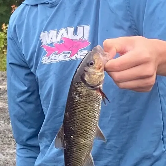 Fallfish caught on Fishbrain