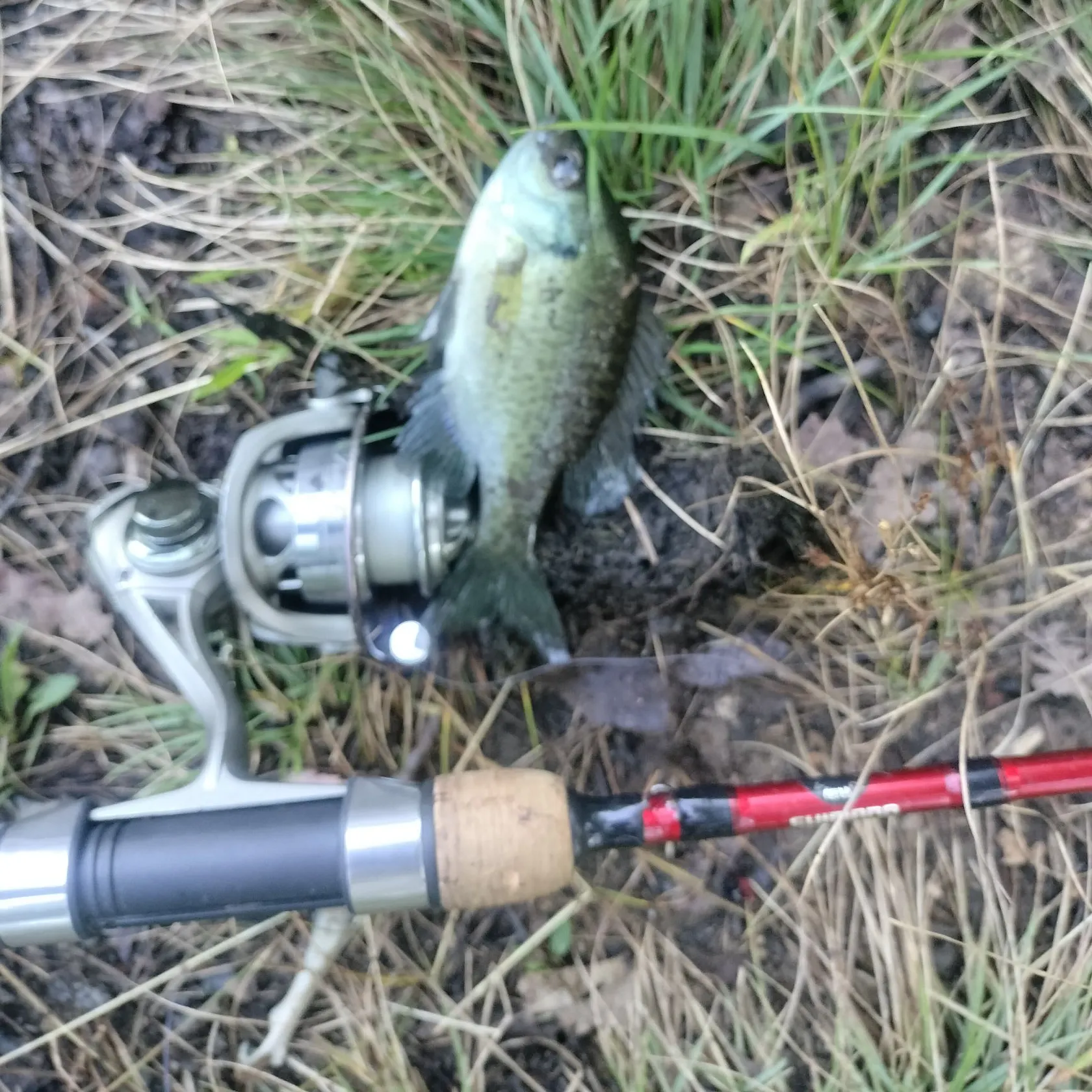 Bluegill caught on Fishbrain