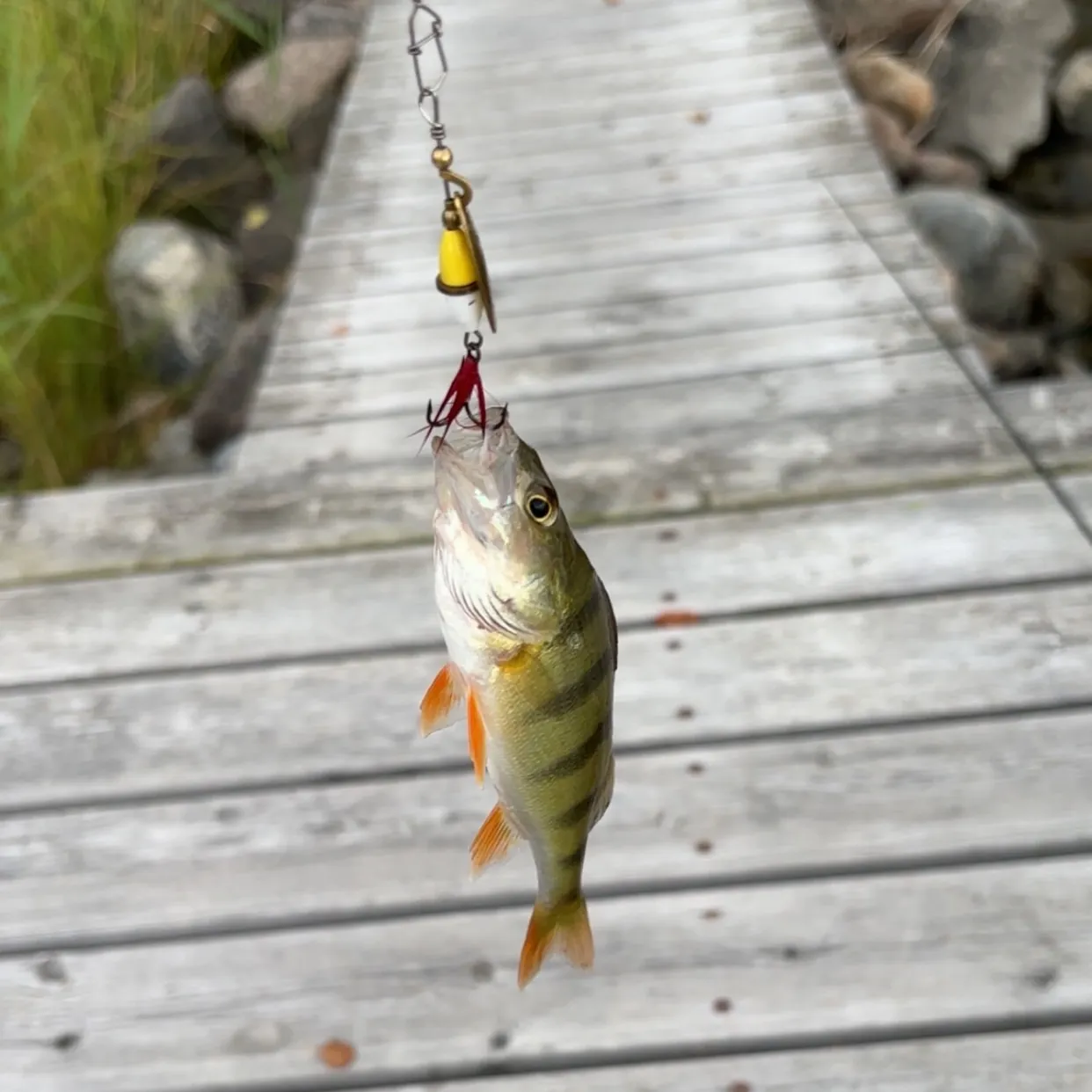 European perch caught on Fishbrain