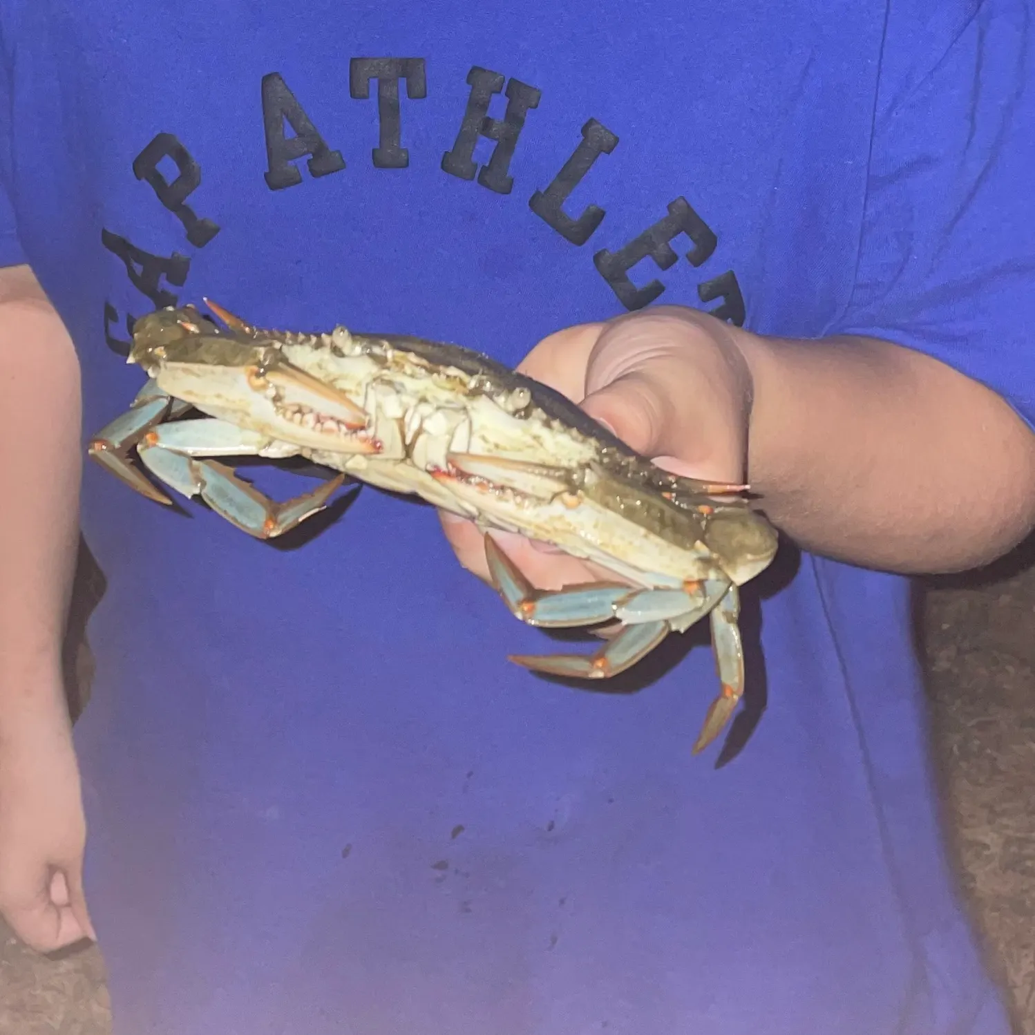 The most recent Blue crab catches on Fishbrain