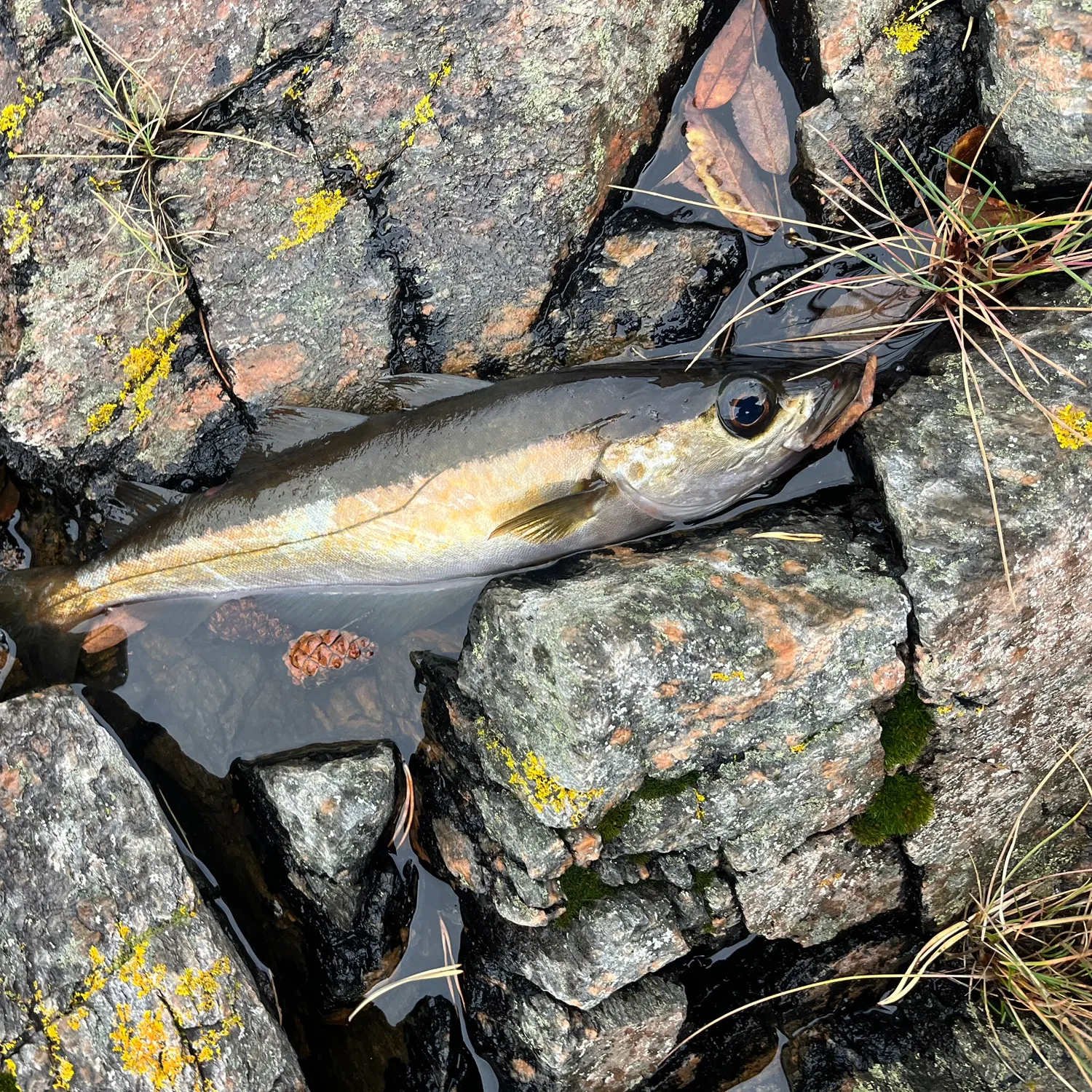 Pollack caught on Fishbrain