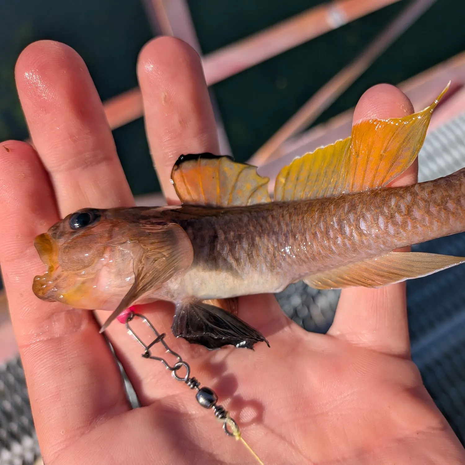 Blackeye goby caught on Fishbrain