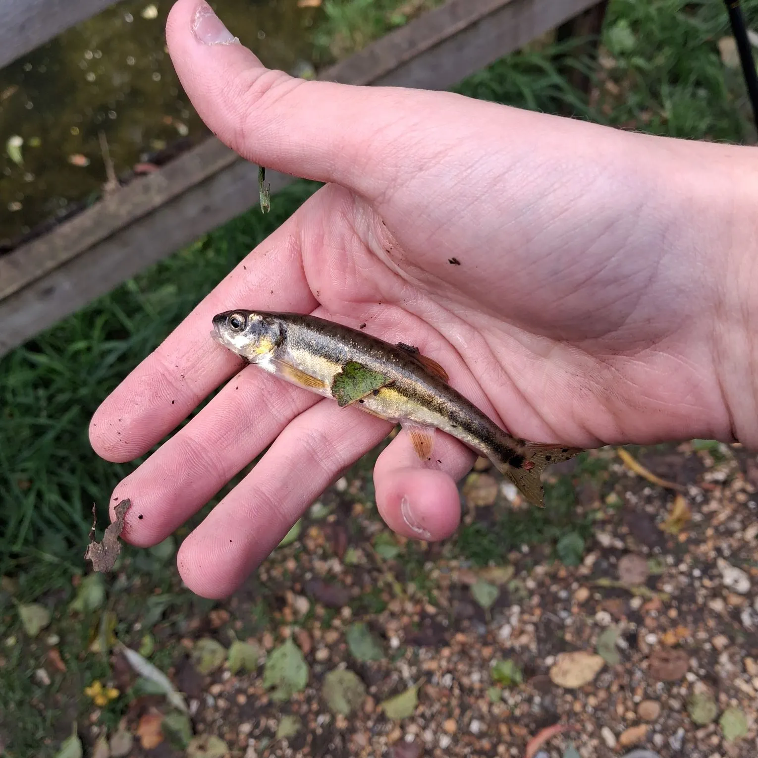 The most recent Eurasian minnow catches on Fishbrain