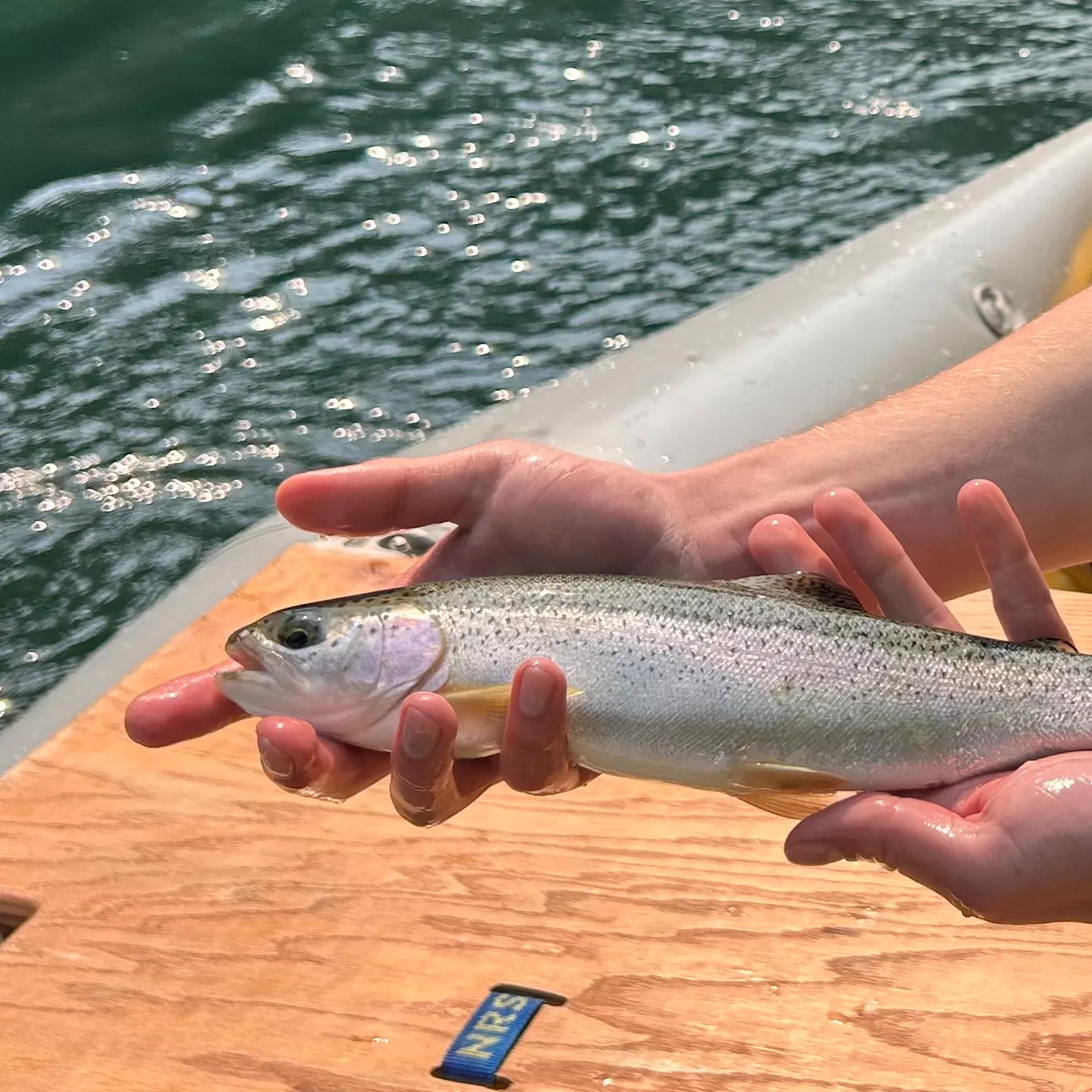 Rainbow trout caught on Fishbrain
