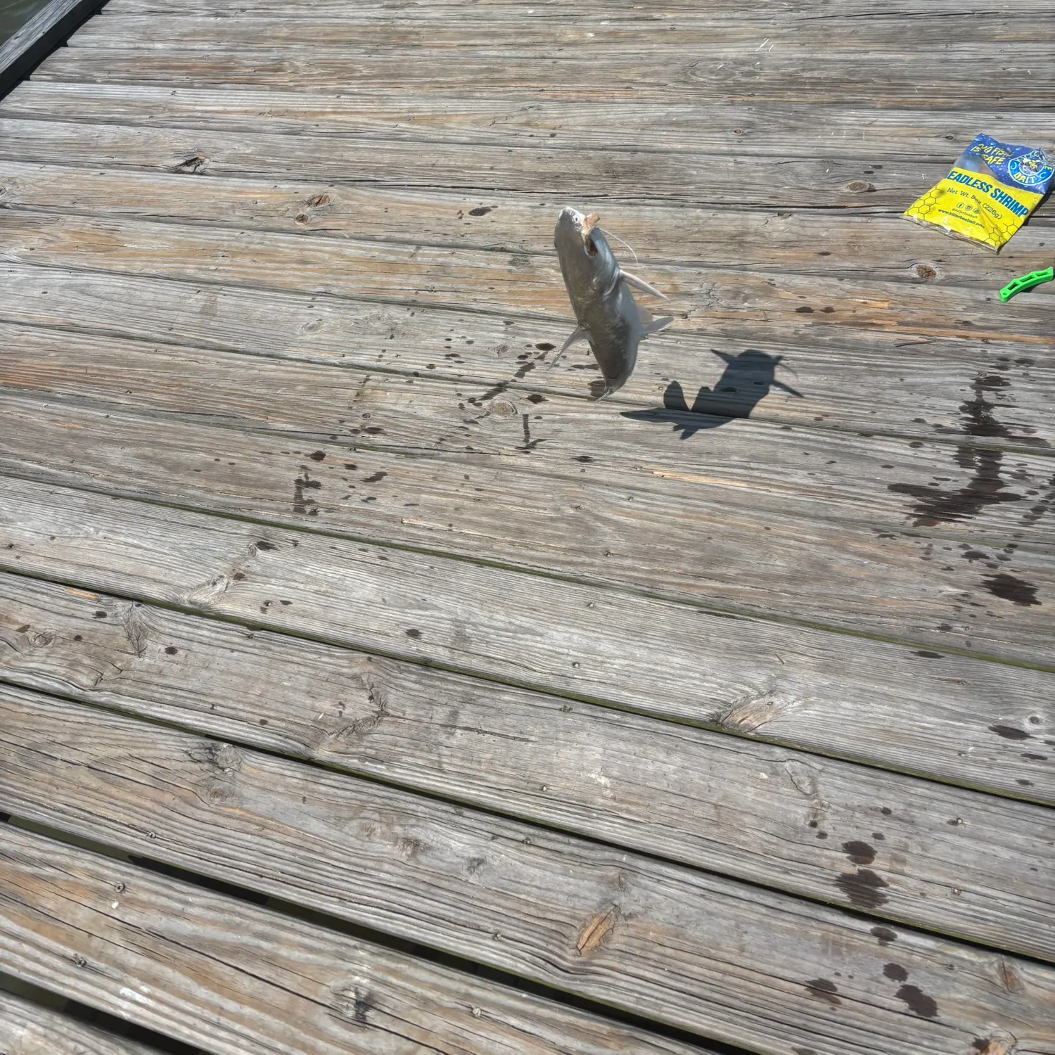 Hardhead sea catfish caught on Fishbrain